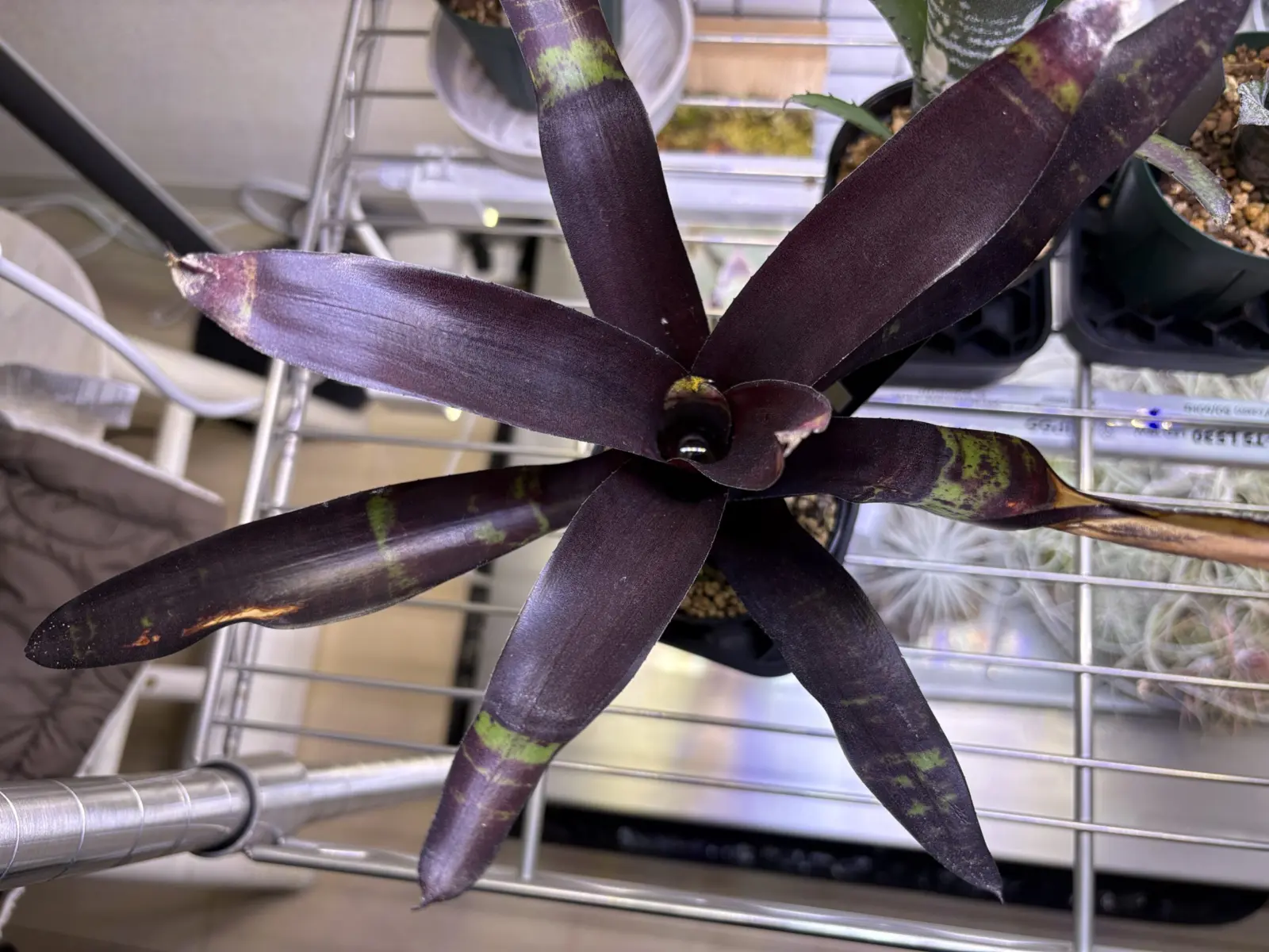 ネオレゲリア ブラックサテン