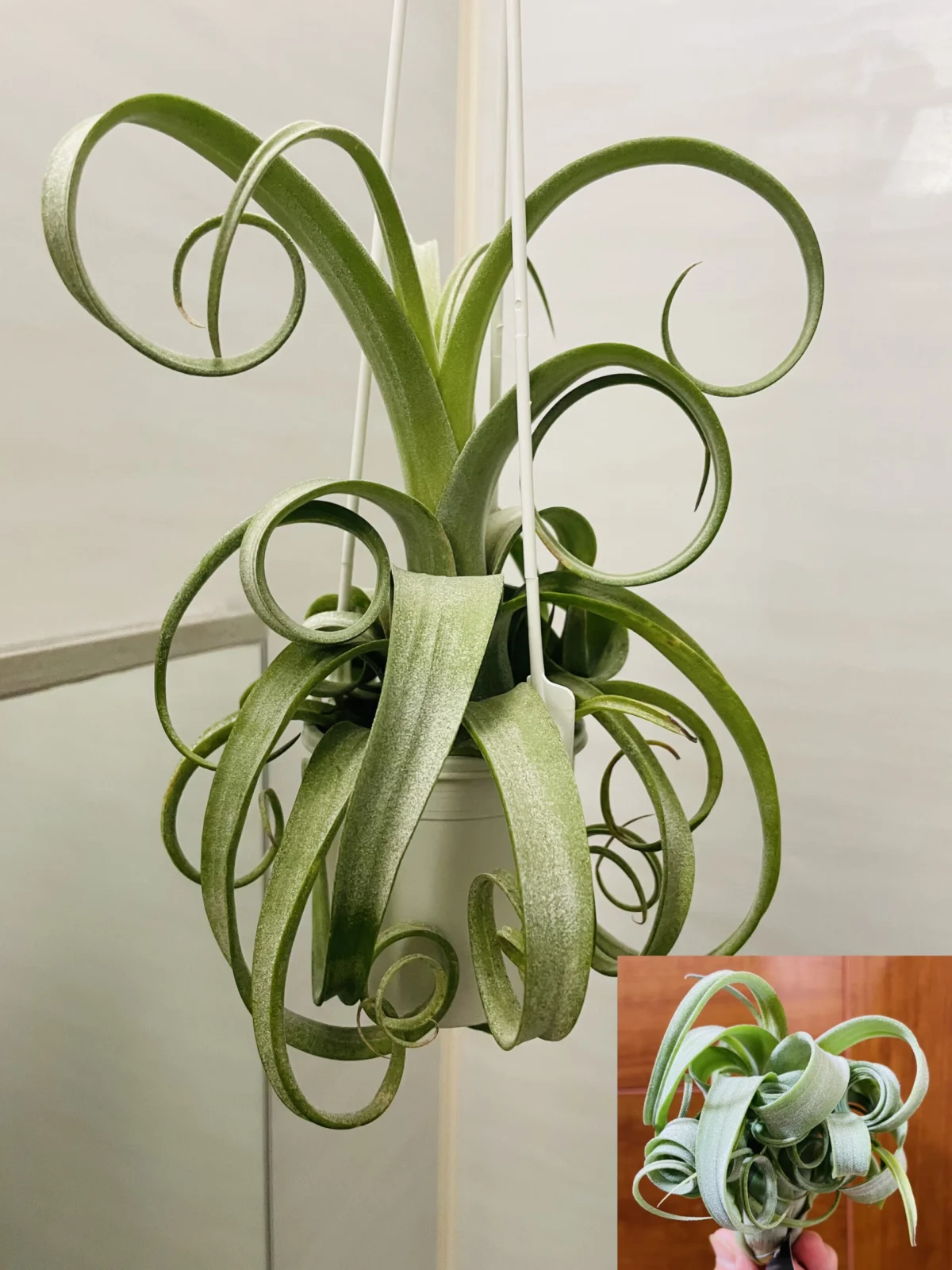 ティランジア　カーリースリム