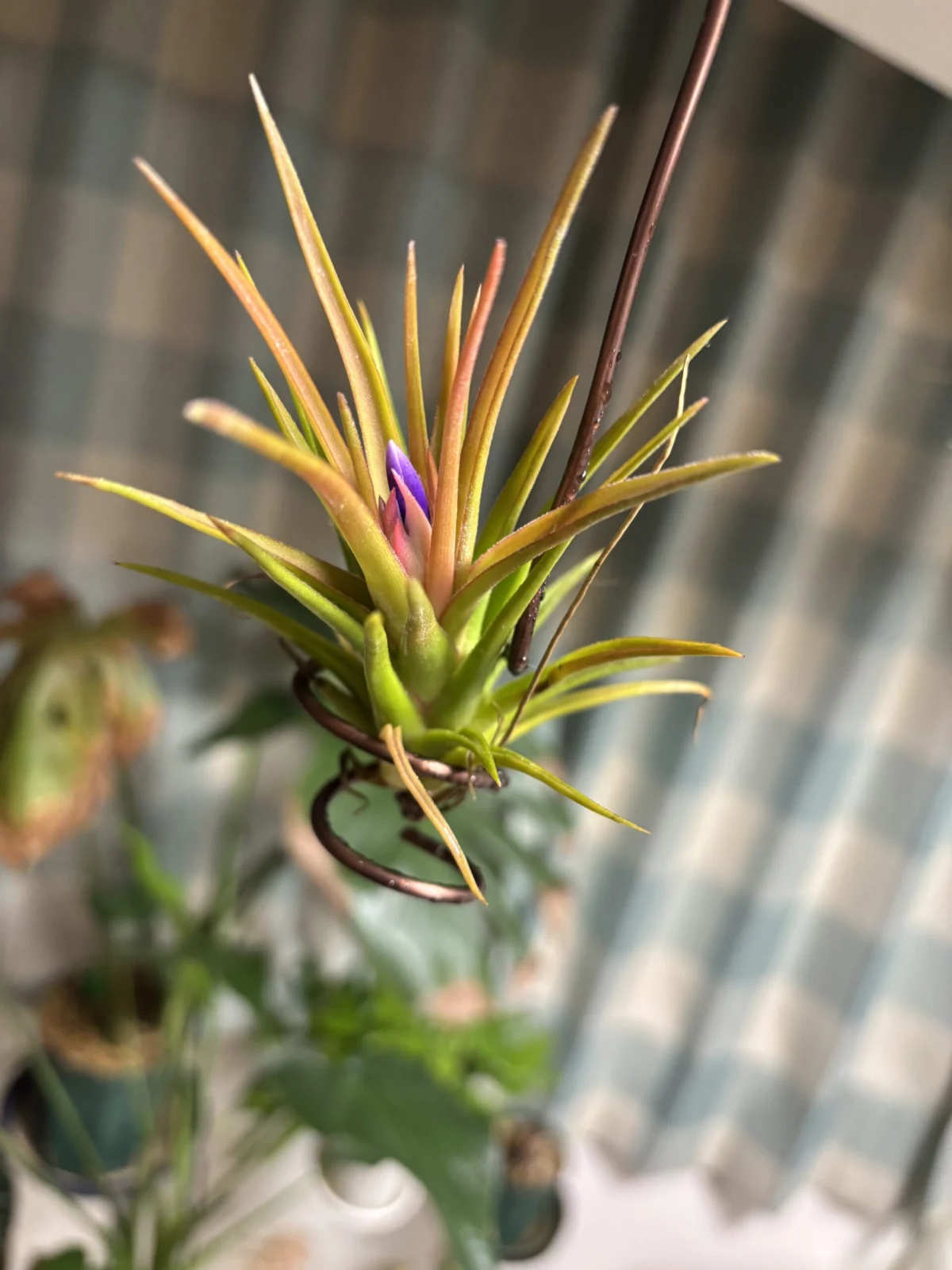 ディランジア バンハイニンギー ✖︎ ブルボーサ