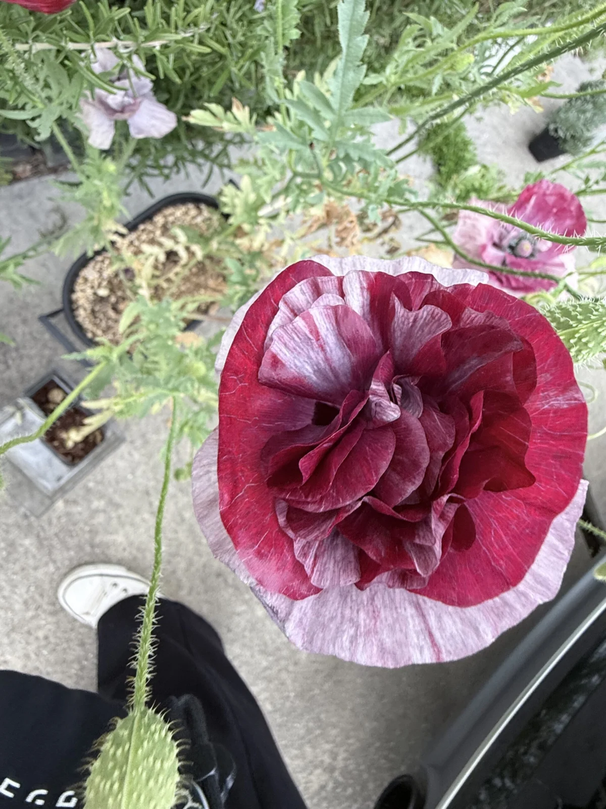 ポピー　パンドラ