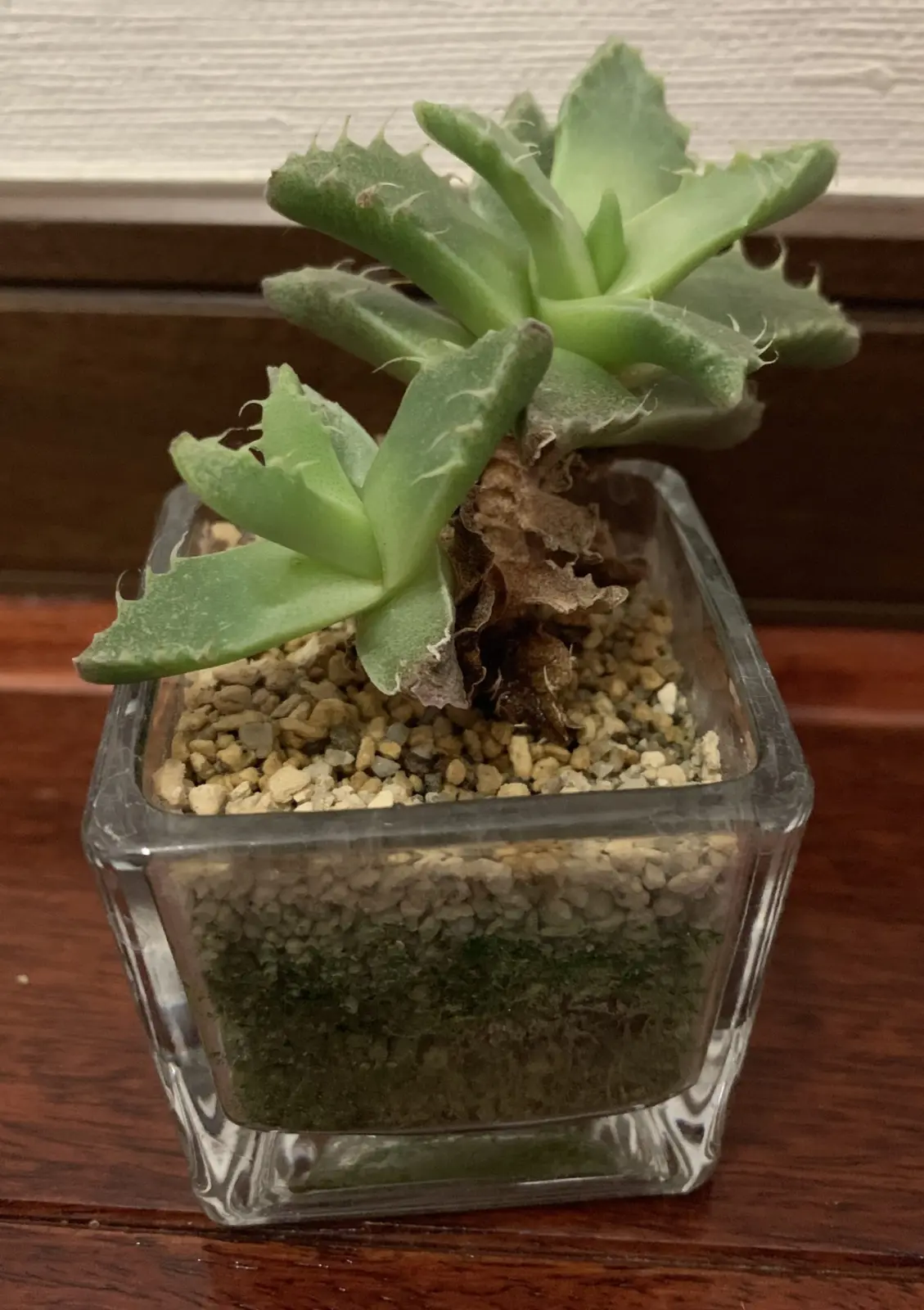 フォーカリア　四海波　実生