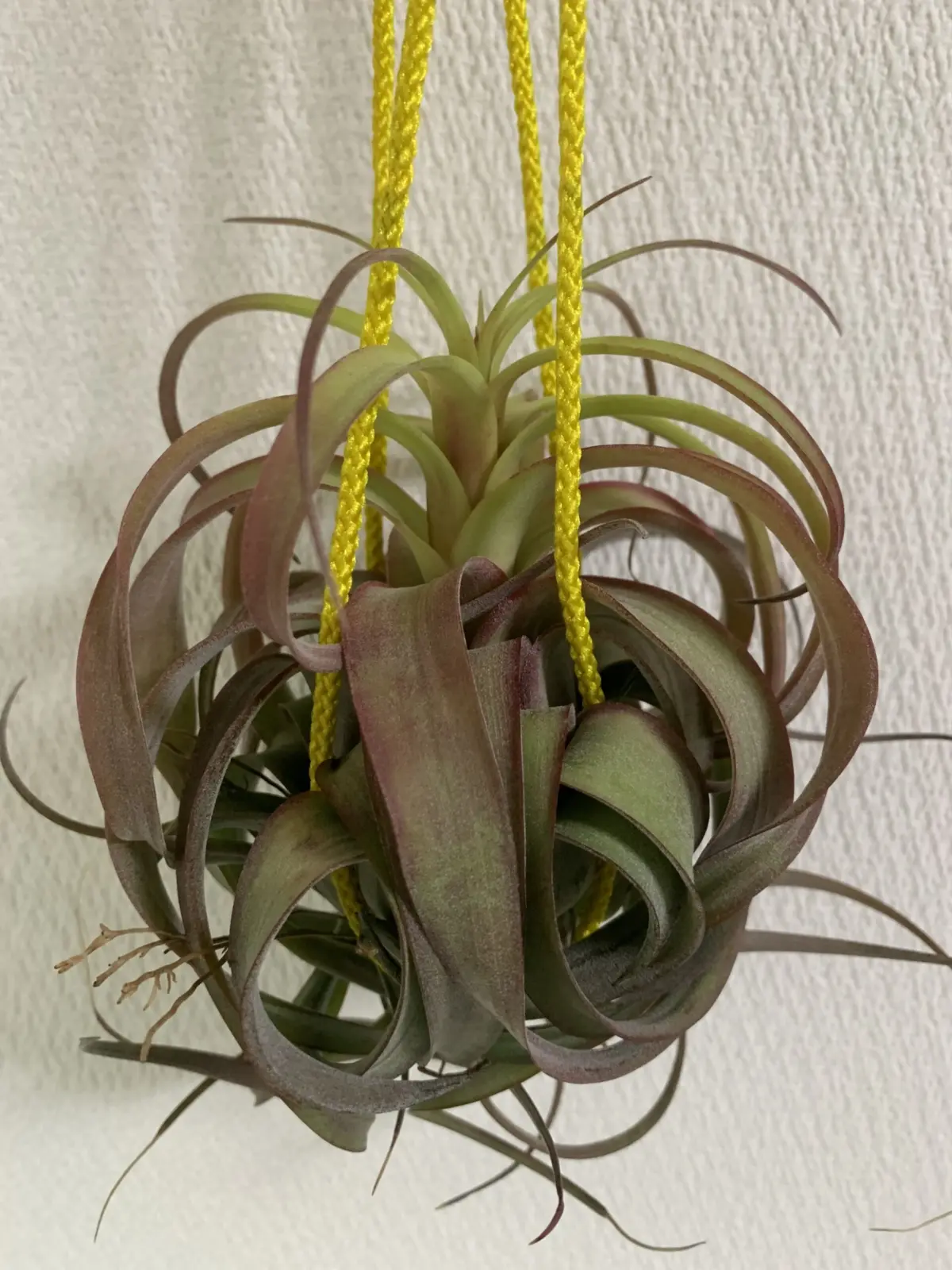 ティランジア　エリックノブロック