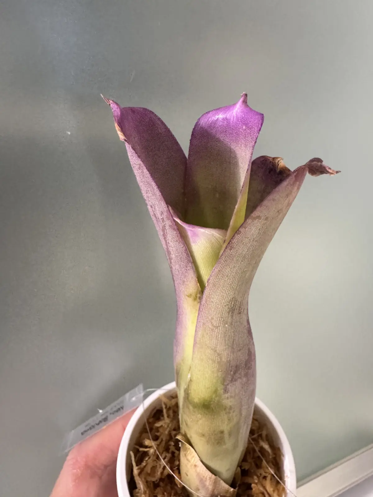 ネオレゲリア　バイアナ　バヒアナ