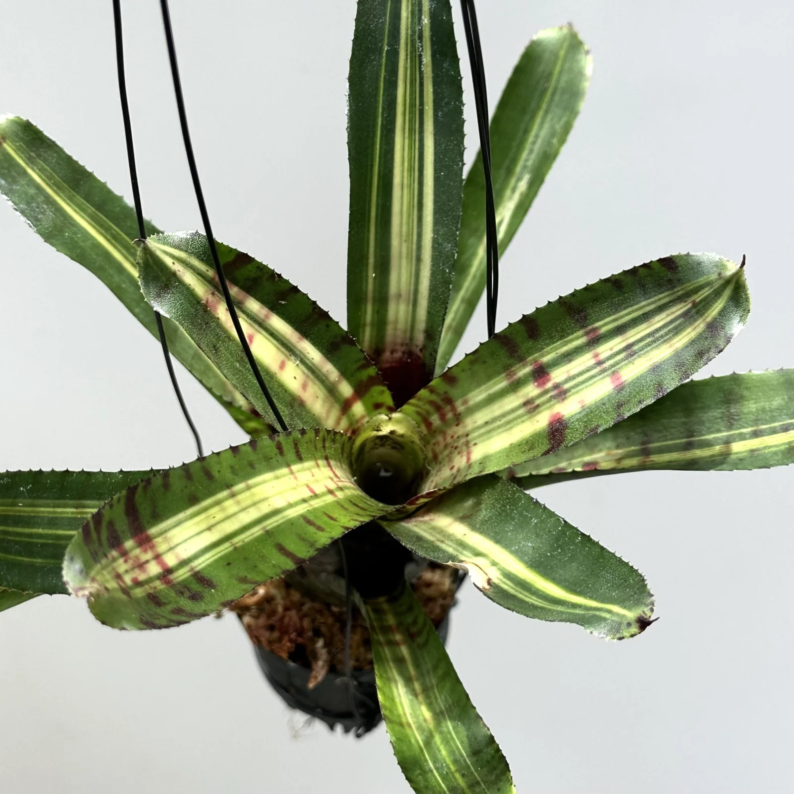 ネオレゲリア　ホットフラッシュ