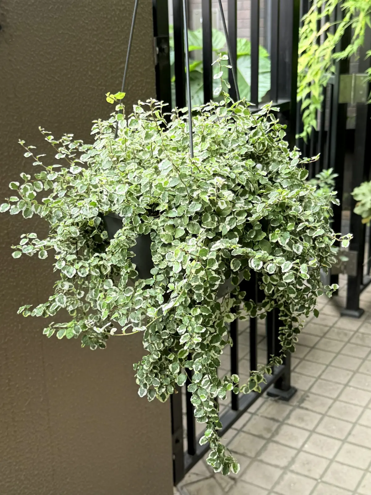 フィカス　プミラ　斑入り