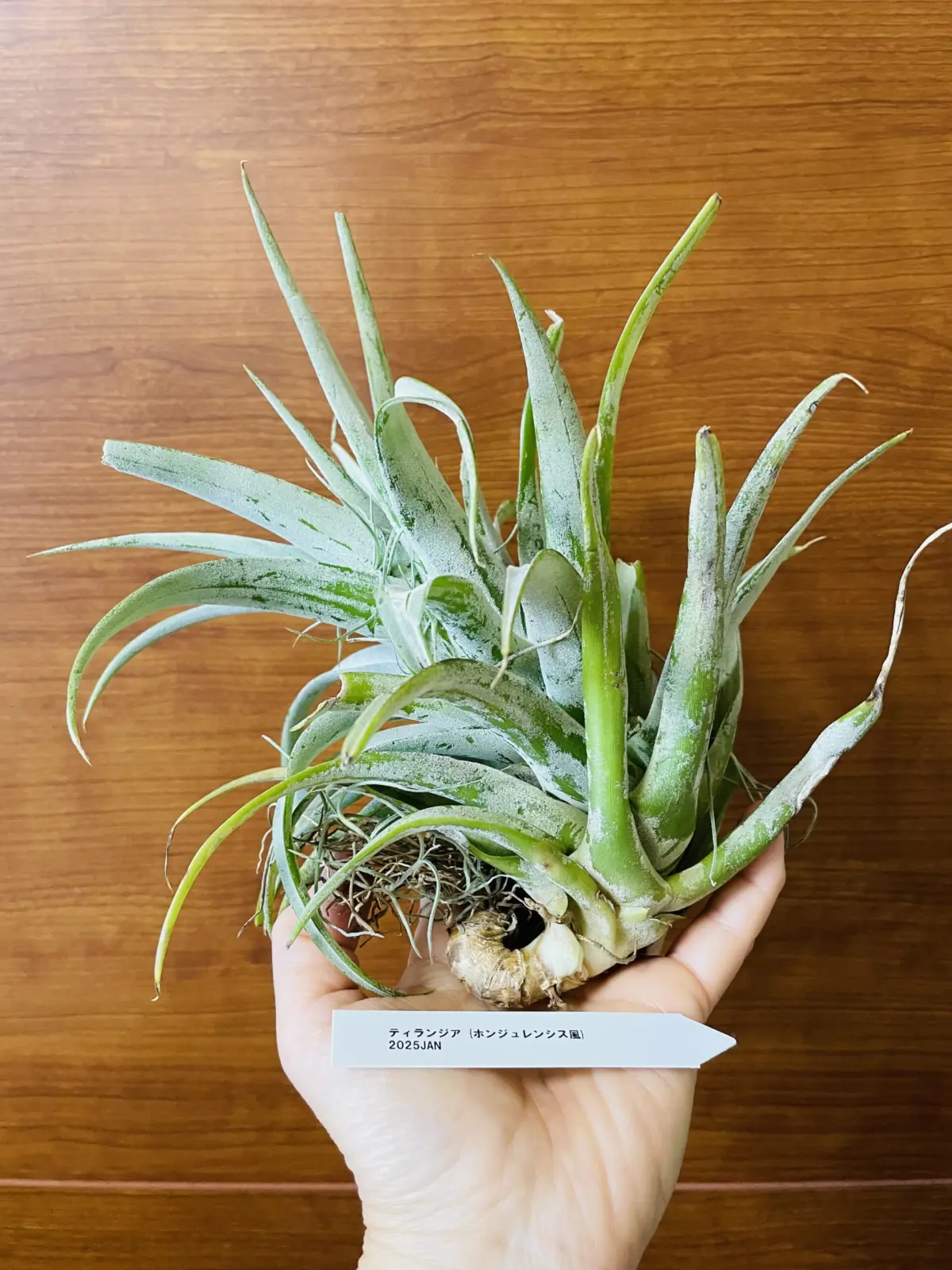 ティランジア　ホンジュレンシス風