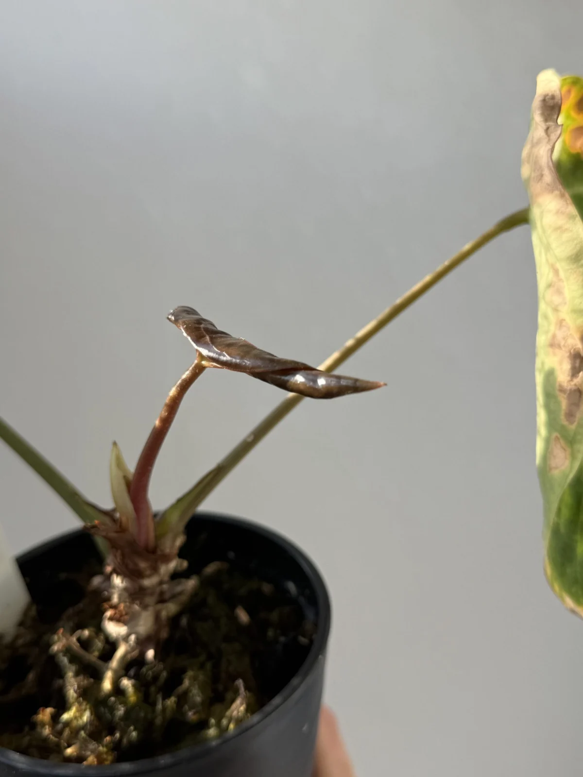 アンスリウム ベッセアエ アフ