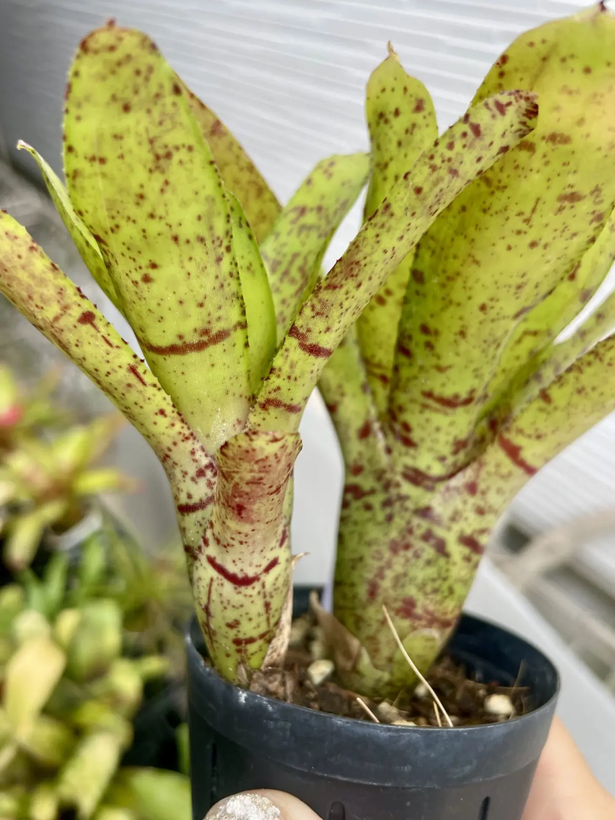 ネオレゲリア　札落ち