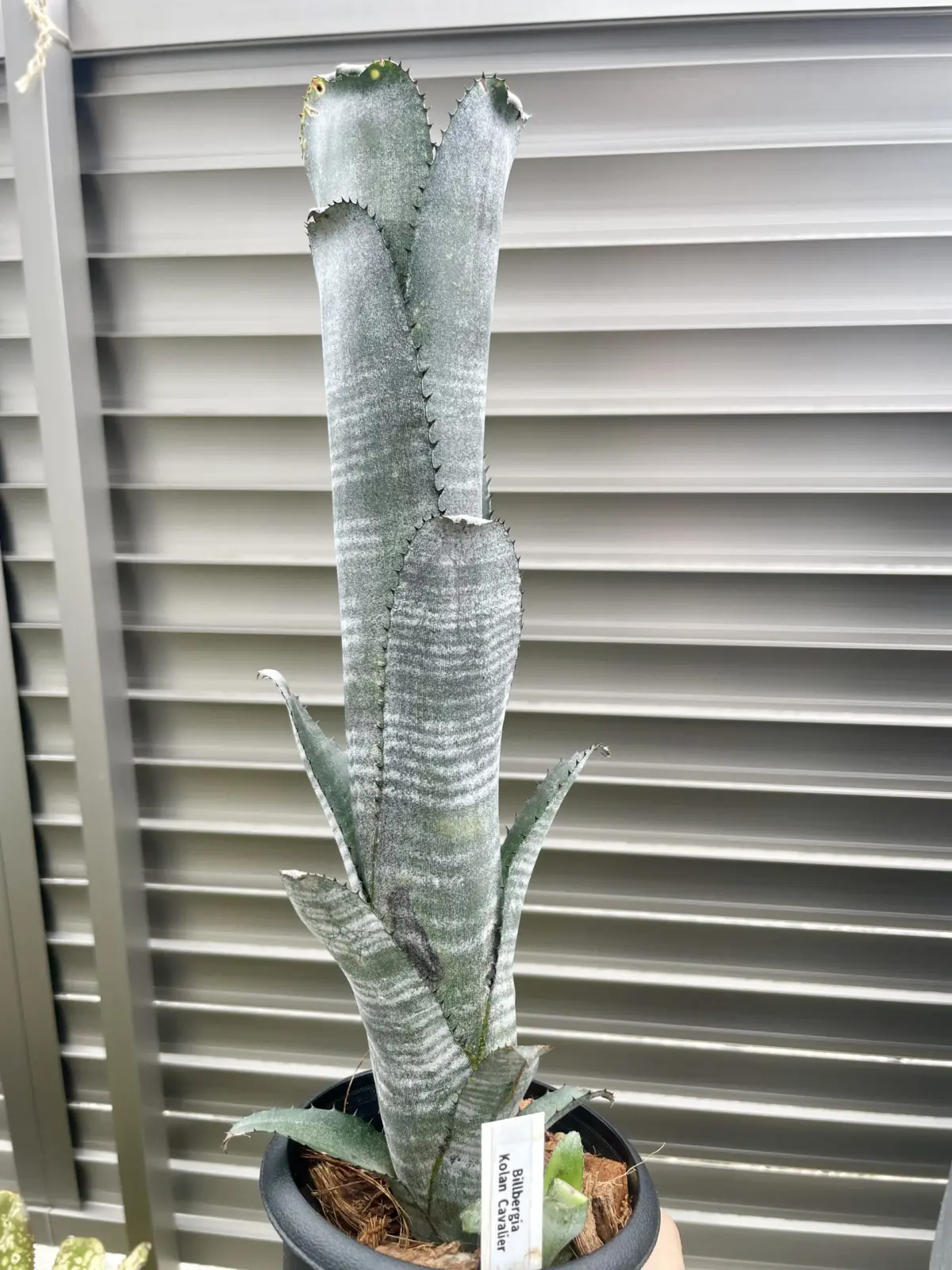 ビルベルギア　コーラン　キャバリエ