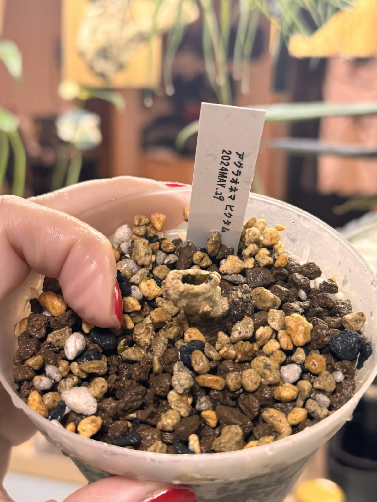 アグラオネマ　ピクタム　村直　アロイド盆栽　その後