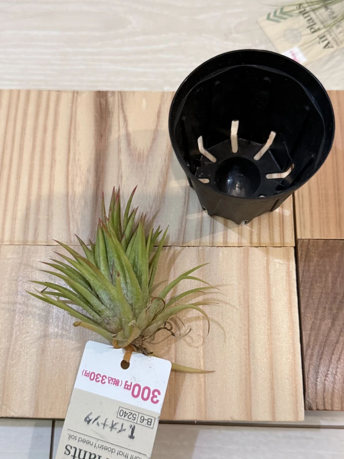 ティランジア　イオナンタ　ダイソー