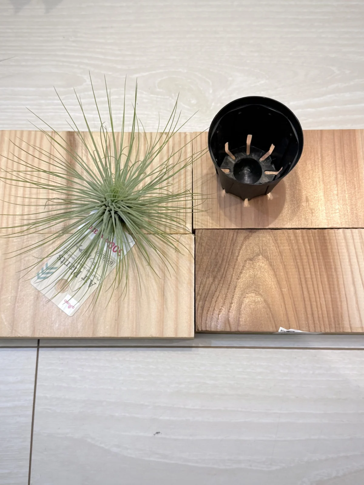 ティランジア　アンドレアナ　ダイソー