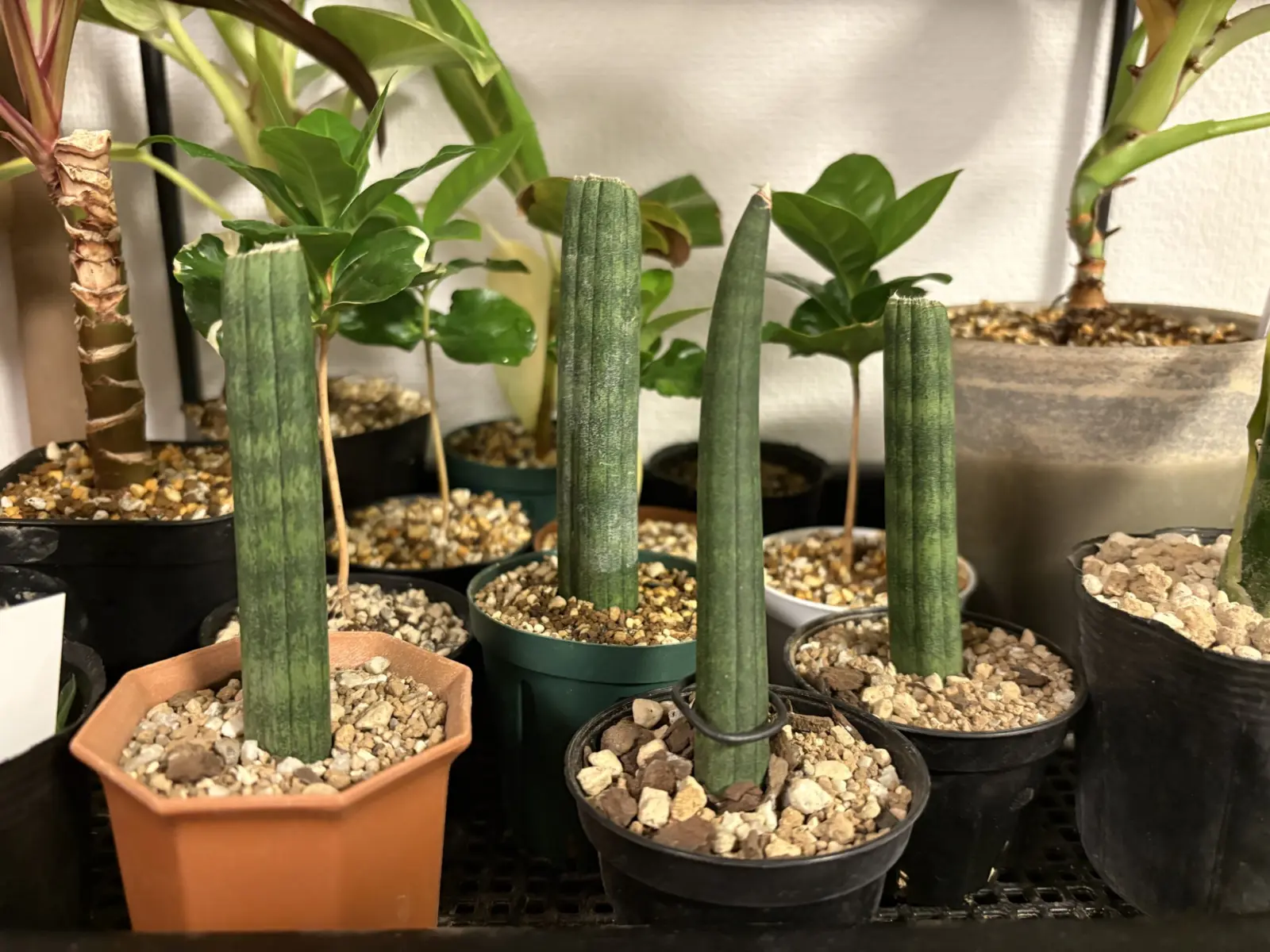 サンセベリア　スタッキー　