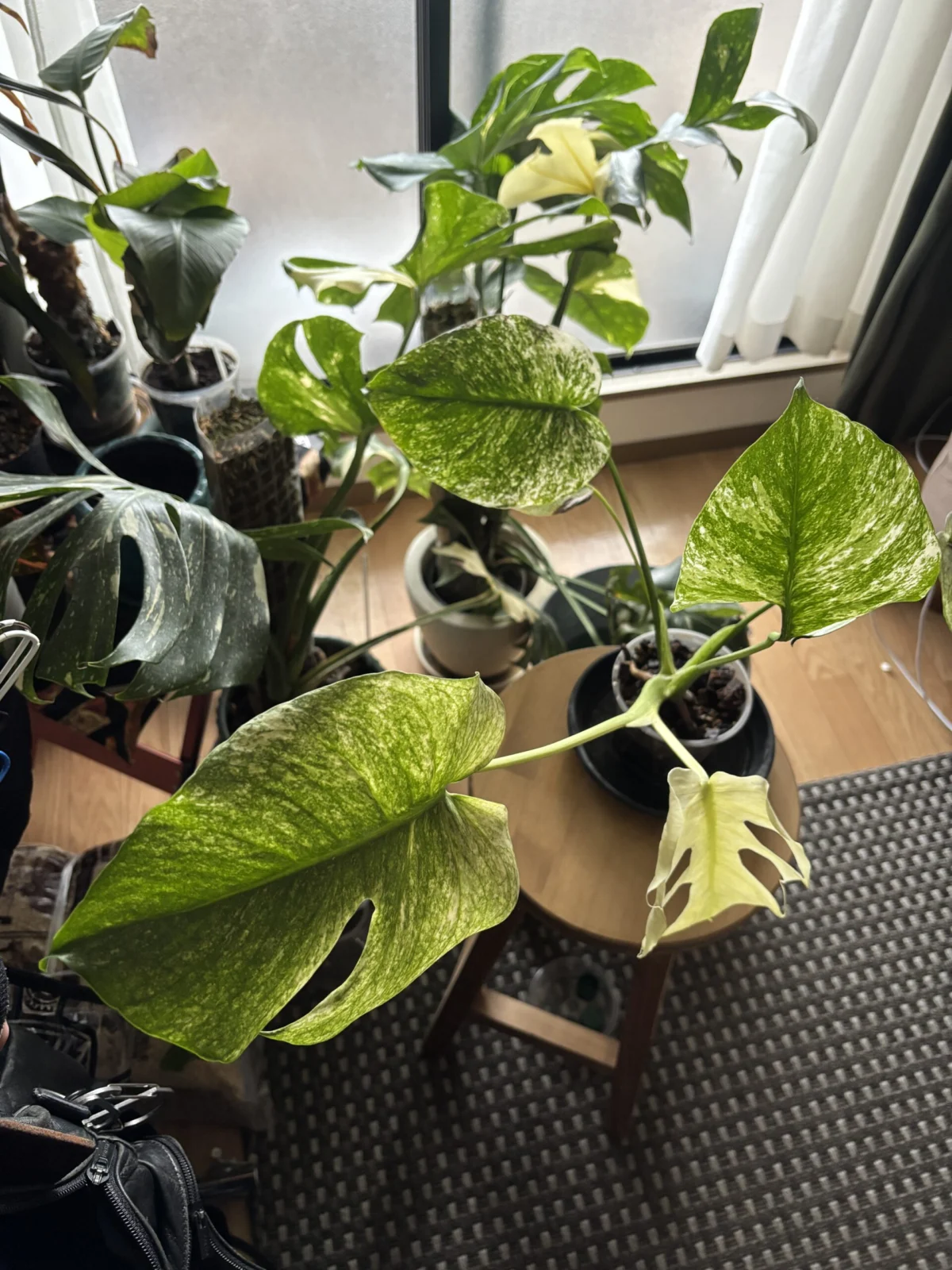 モンステラ　ミント