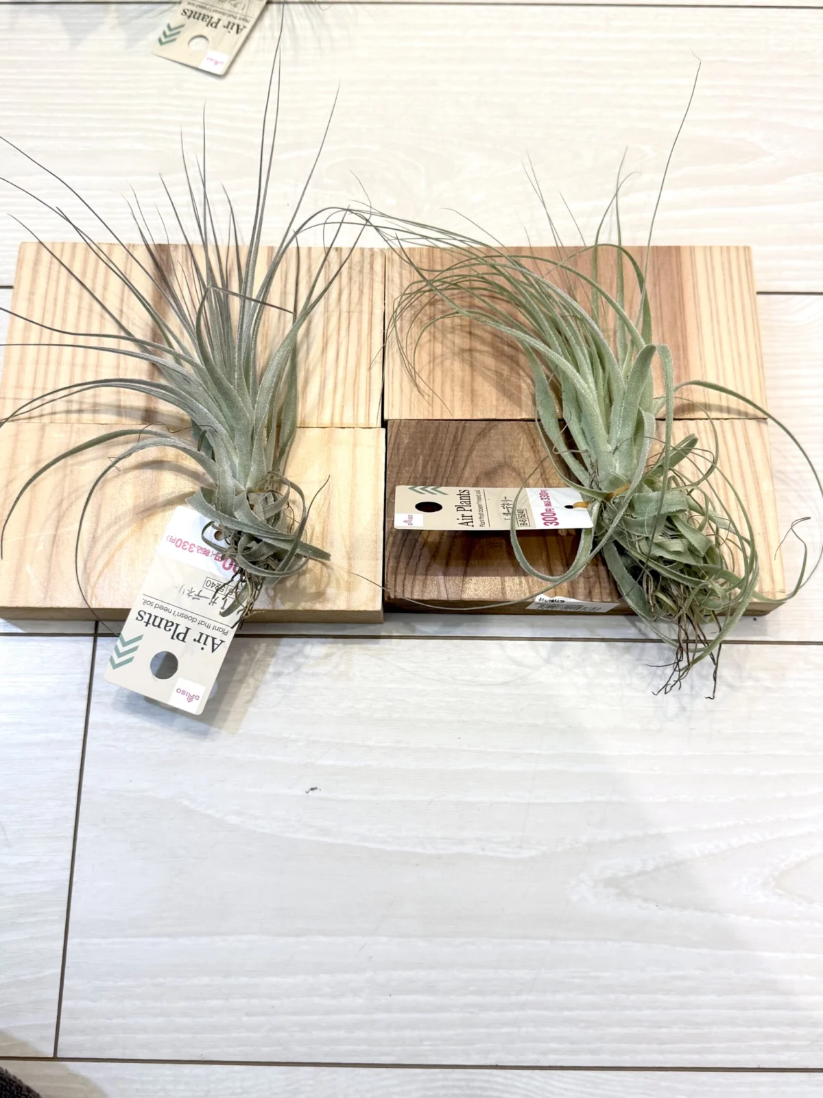 ティランジア　ガルドネリ　ダイソー