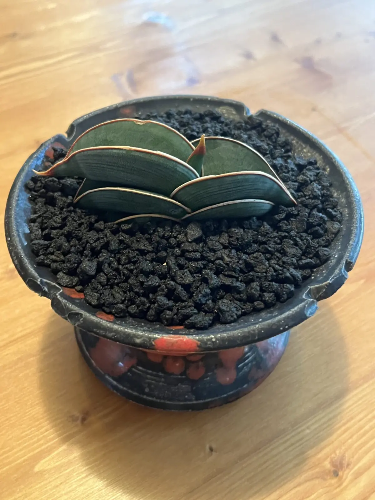 サンスベリア　ロリダ