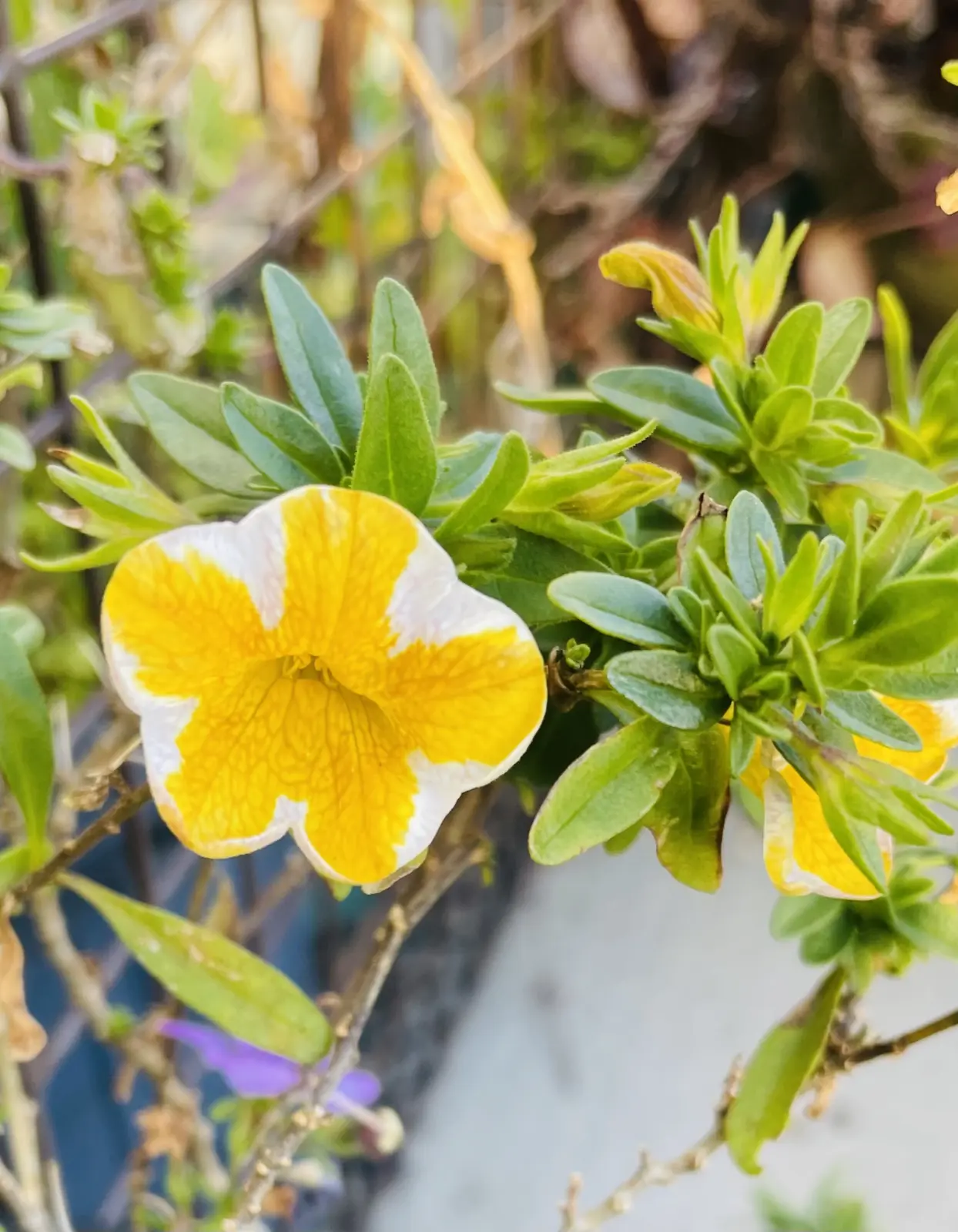 カリブラコア スーパーベル レモンスライス 花
