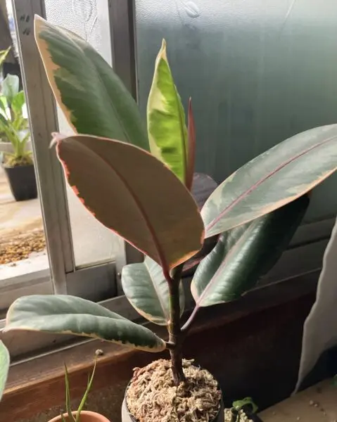 フィカス　ルビー　100均