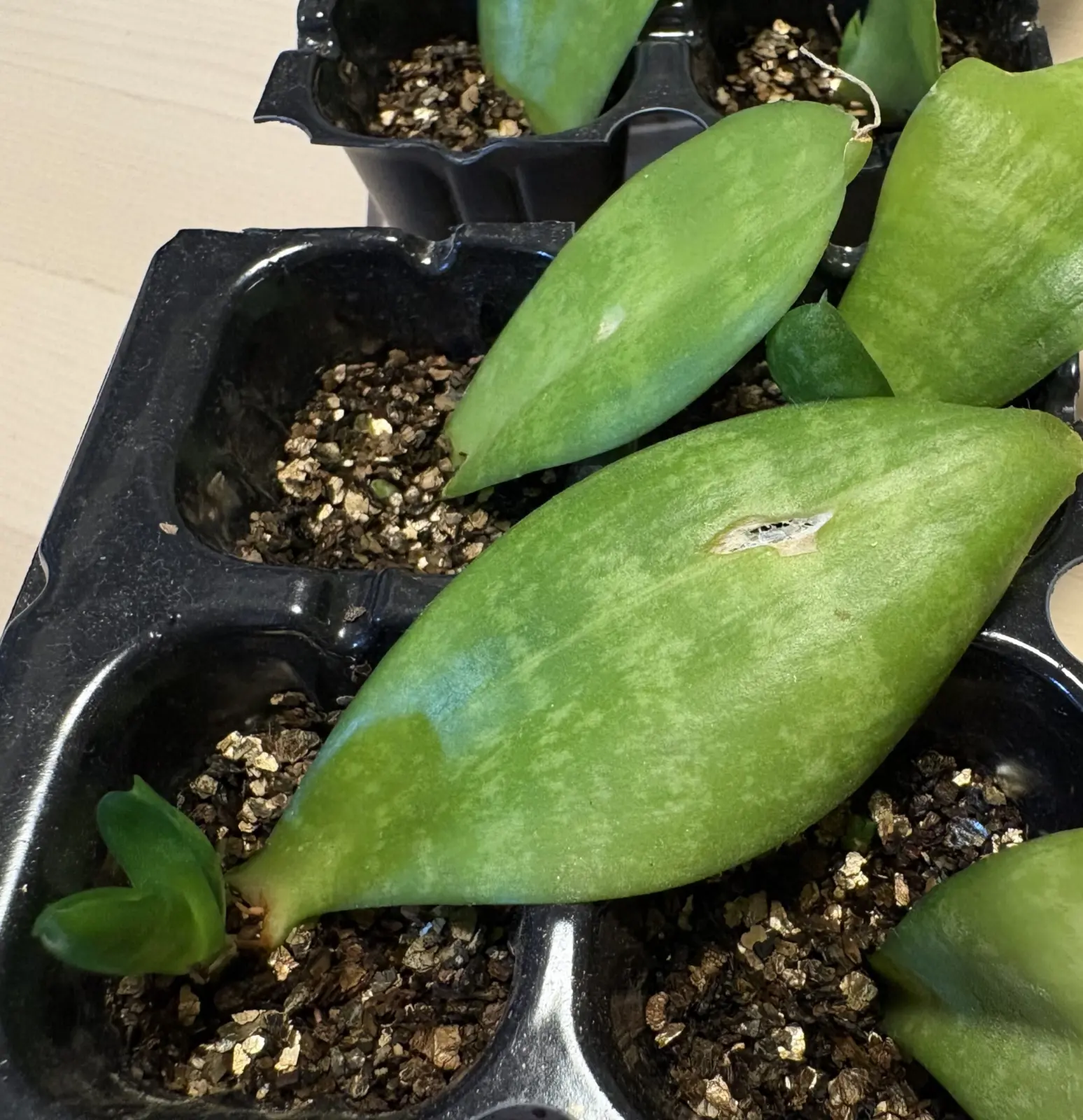 サンセベリア　葉挿し