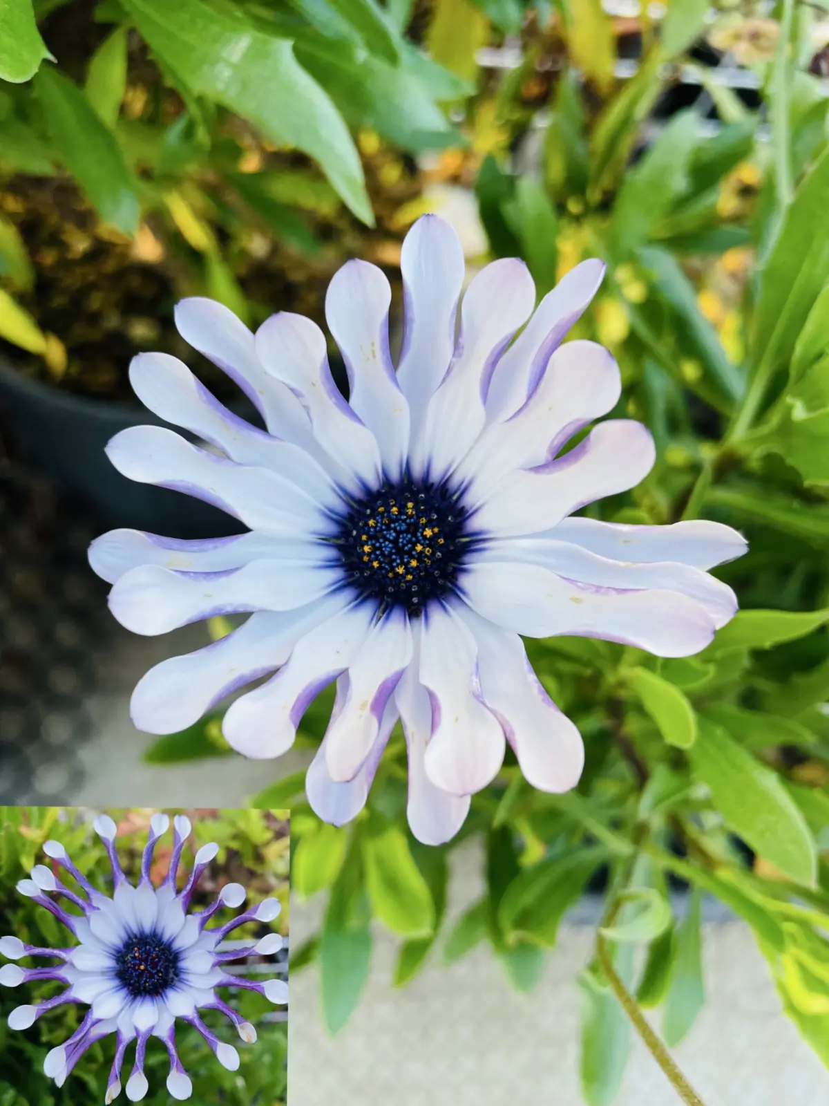 オステオスペルマム　サニーフィリップ　2番花