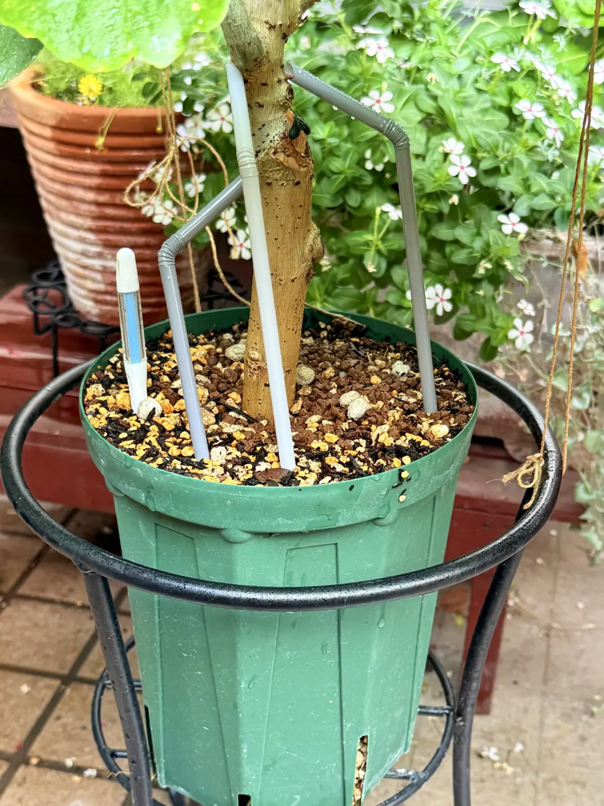 フィカス　ウンベラータ　パルテノン仕立て