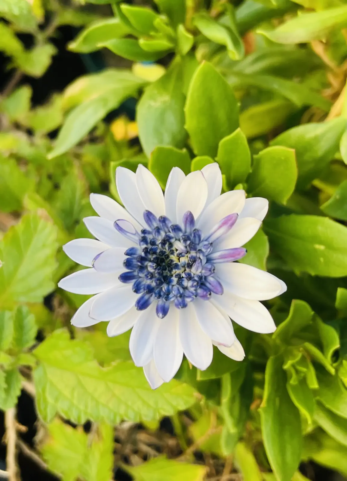 オステオスペルマム ダブルファン ホワイトブルー 花