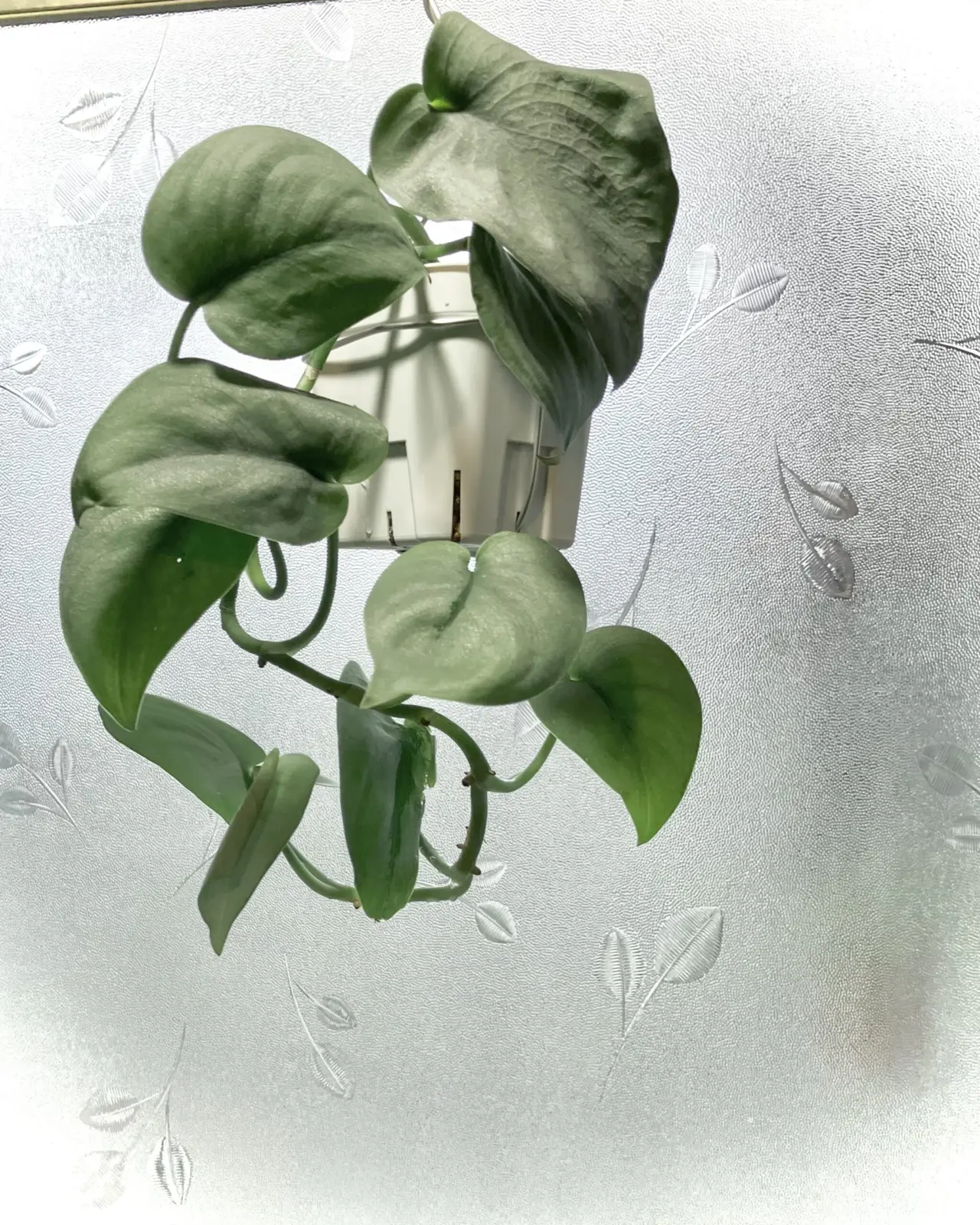 スキンダプサス　オルモストシルバー　ホムセン