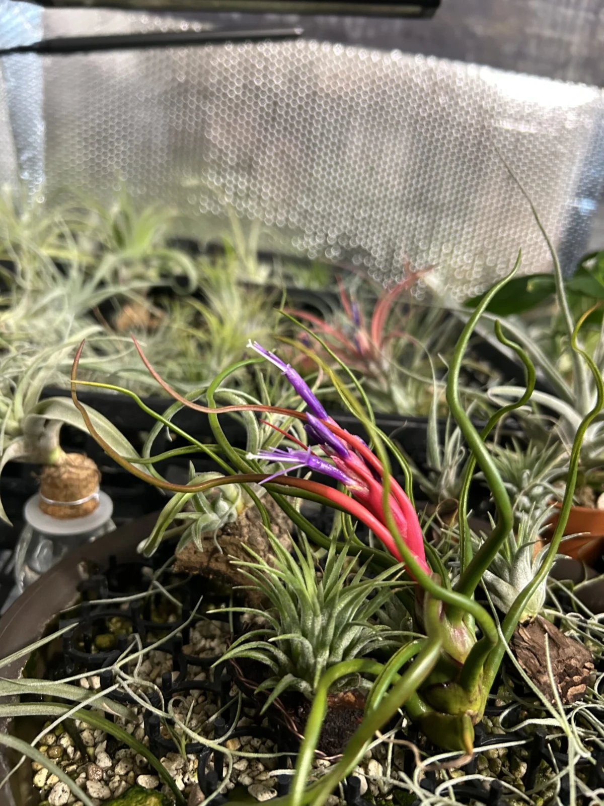 ティランジア ブルボーサ神楽