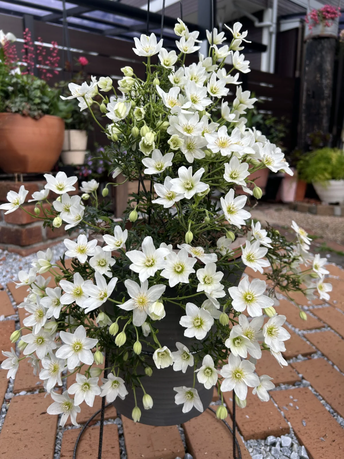 クレマチス　ペトリエイ