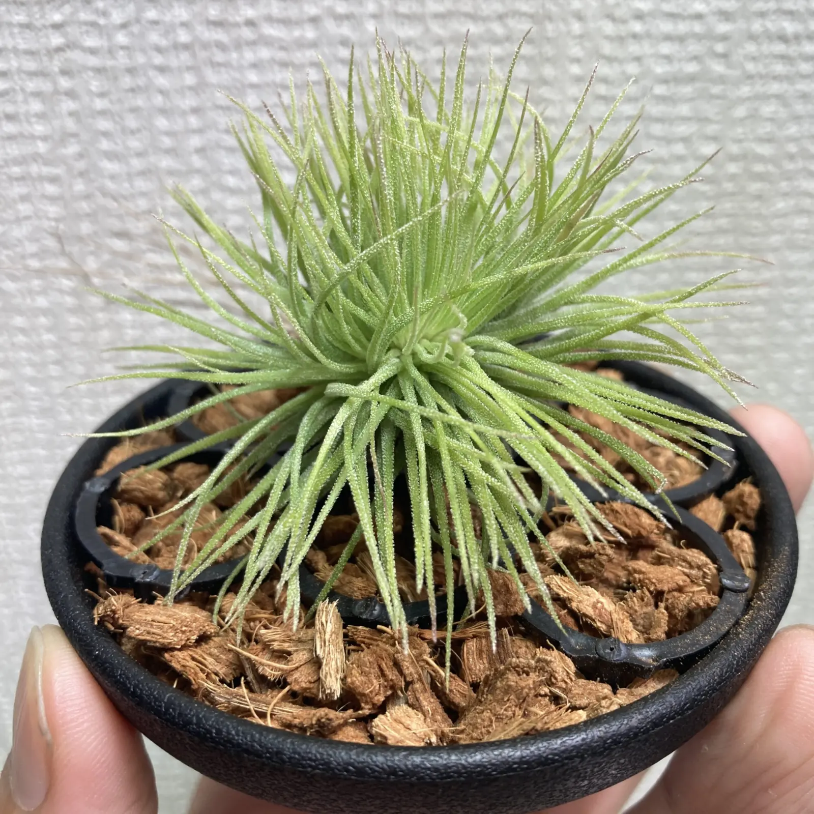 イオナンタ　フエゴ　石化