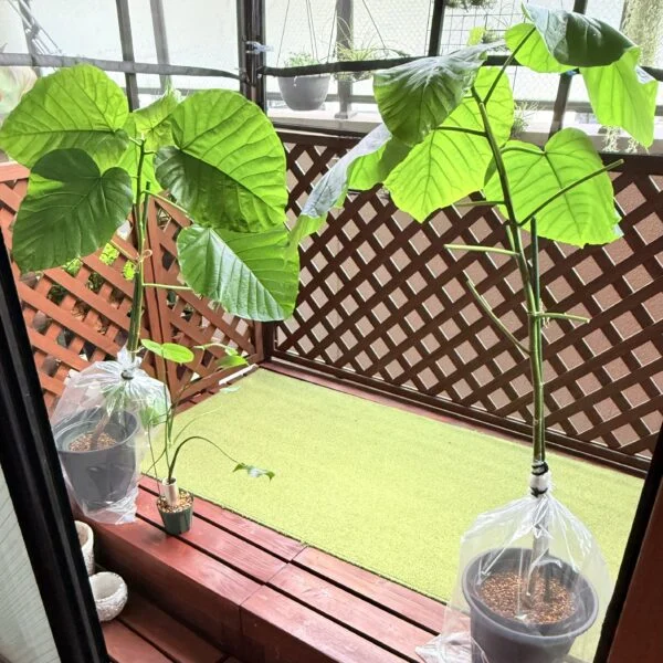 フィカス　ウンベラータ　地植えを鉢あげ