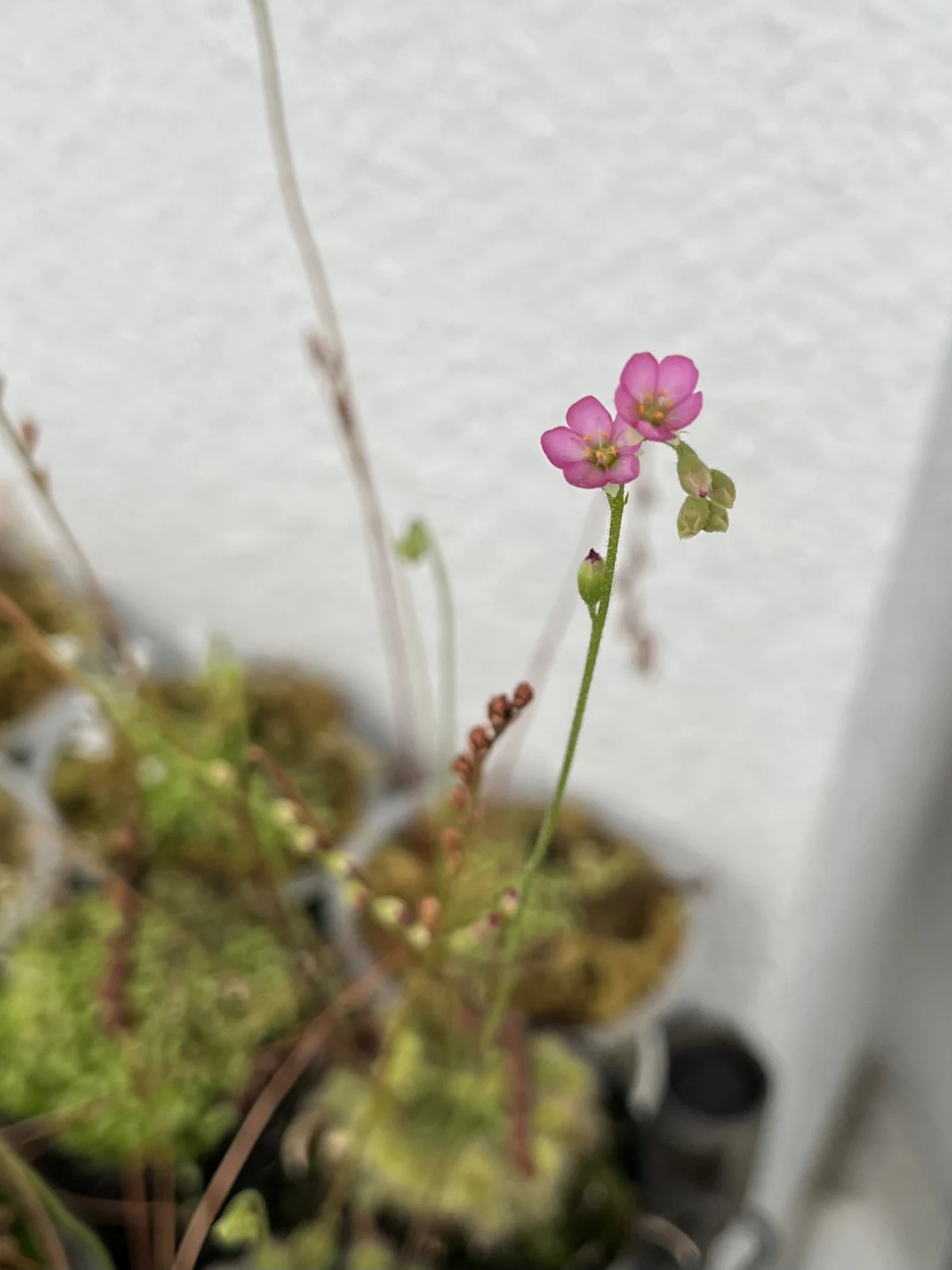 食虫植物 トウカイコモウセンゴケ 花 ドロセラ トウカイエンシス モウセンゴケ