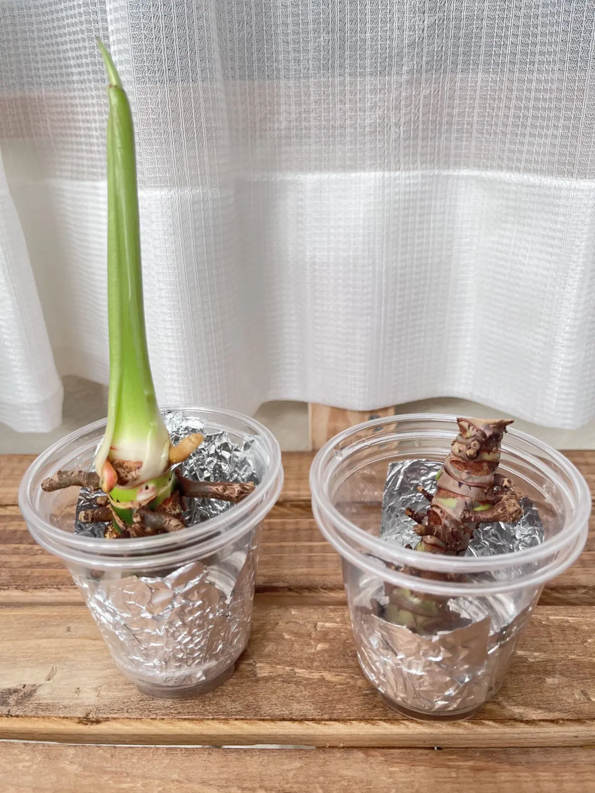 フィロデンドロン 再出発記録#1