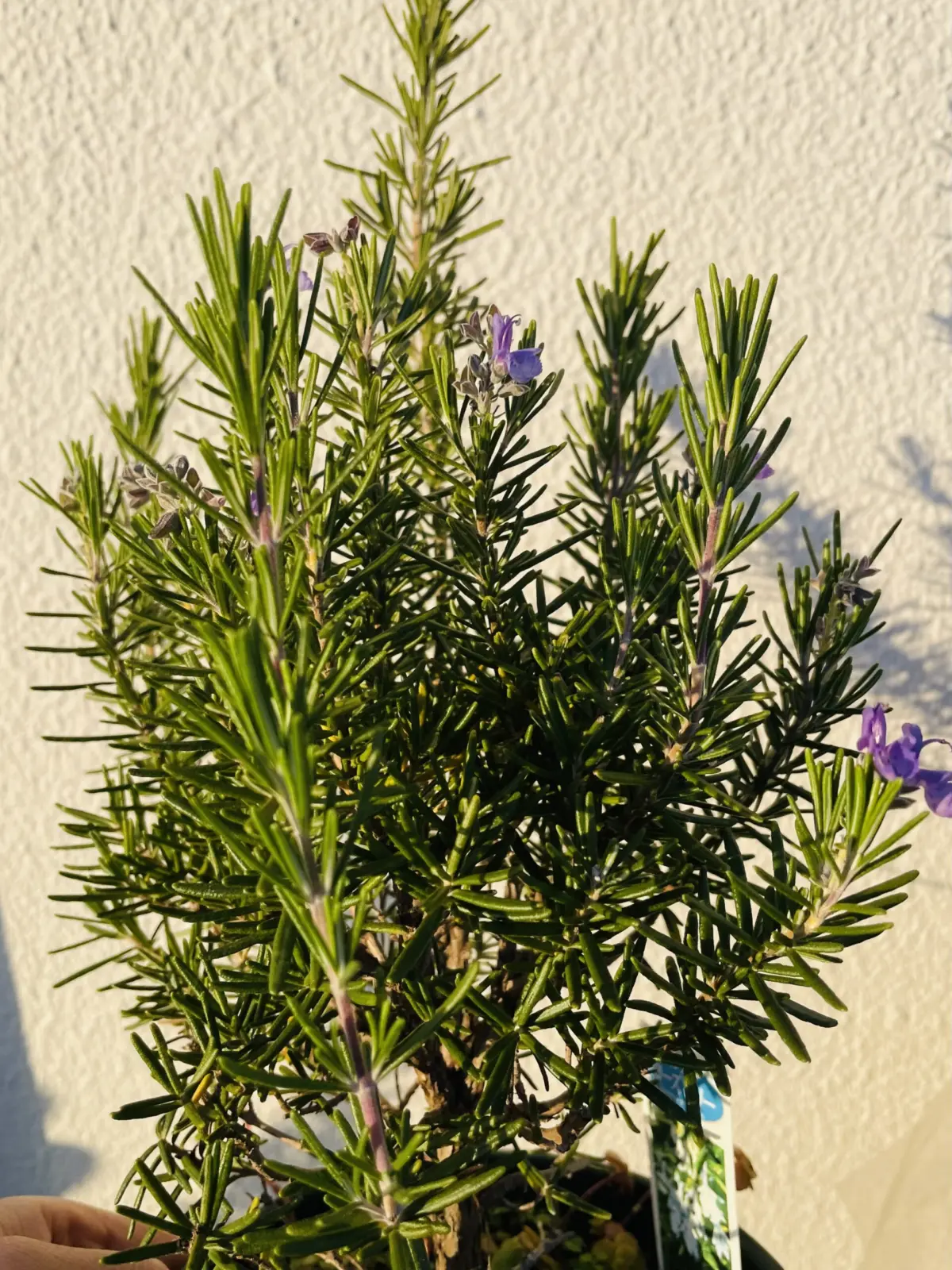 ローズマリー　花