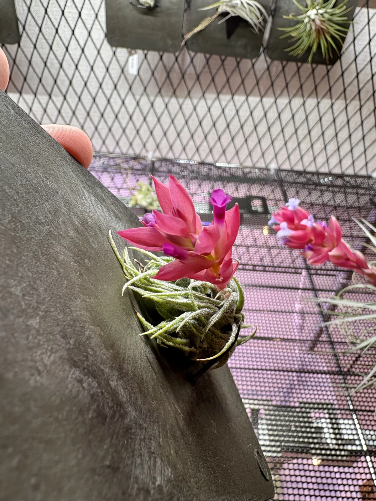 ティランジア スプレンゲリアナ 開花