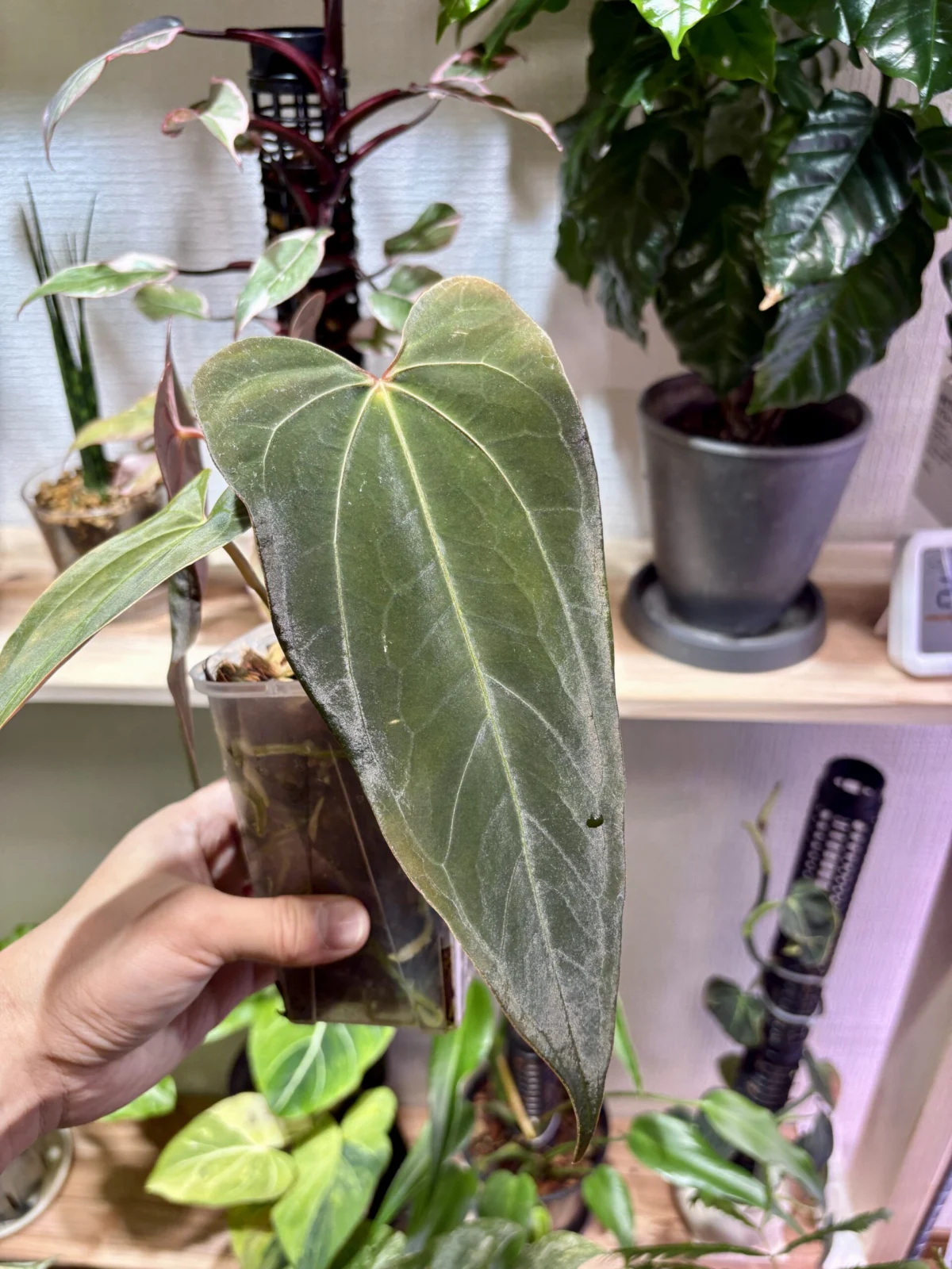 アンスリウム ソウルリーパー