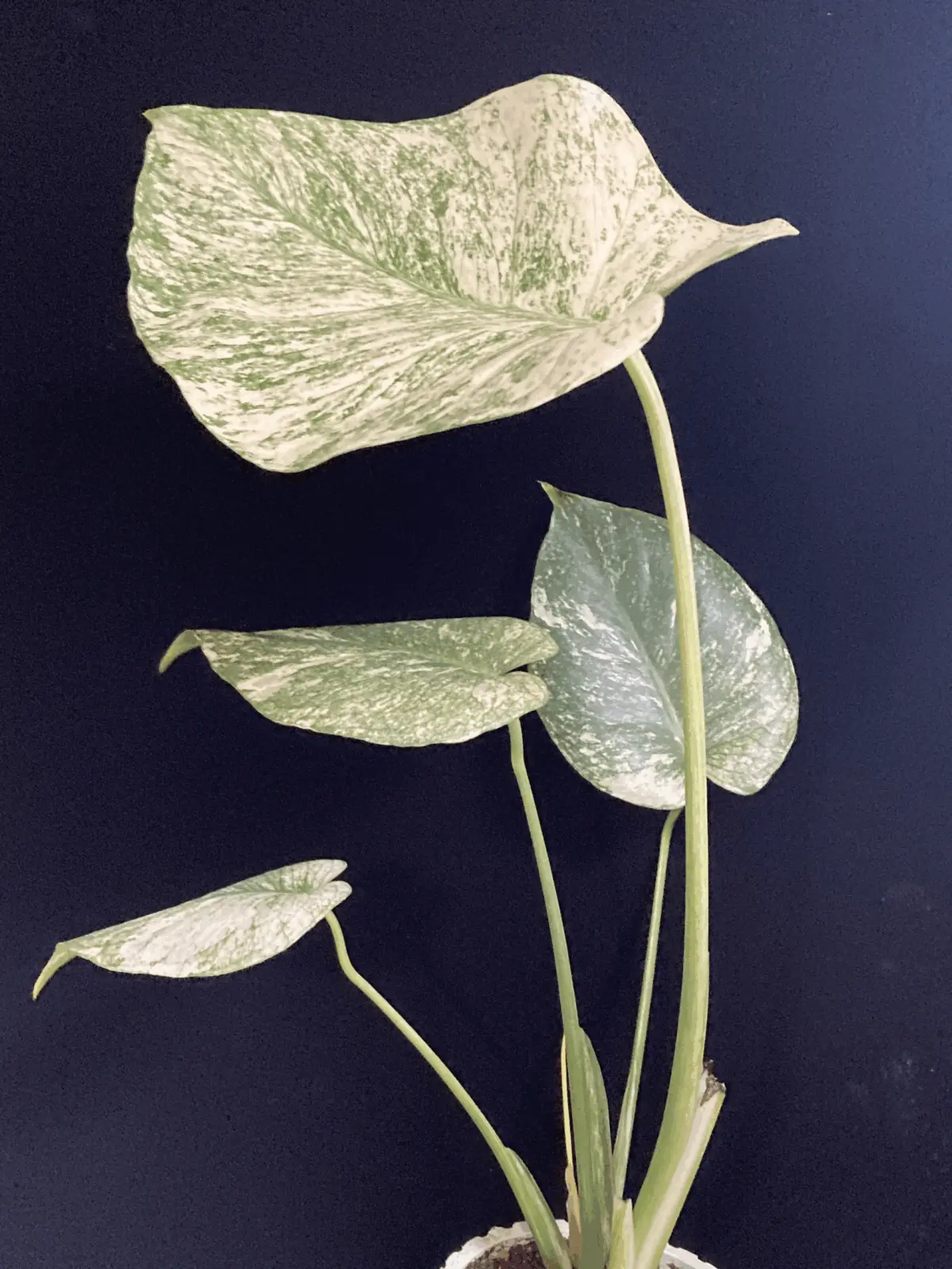 モンステラ　ホワイトモンスター　天津蘭