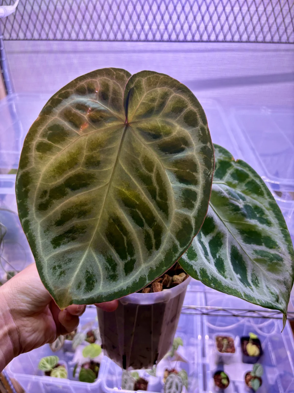 アンスリウム ドラヤキシルバー×エンジェルズドリーム×レッドクリスタリナム