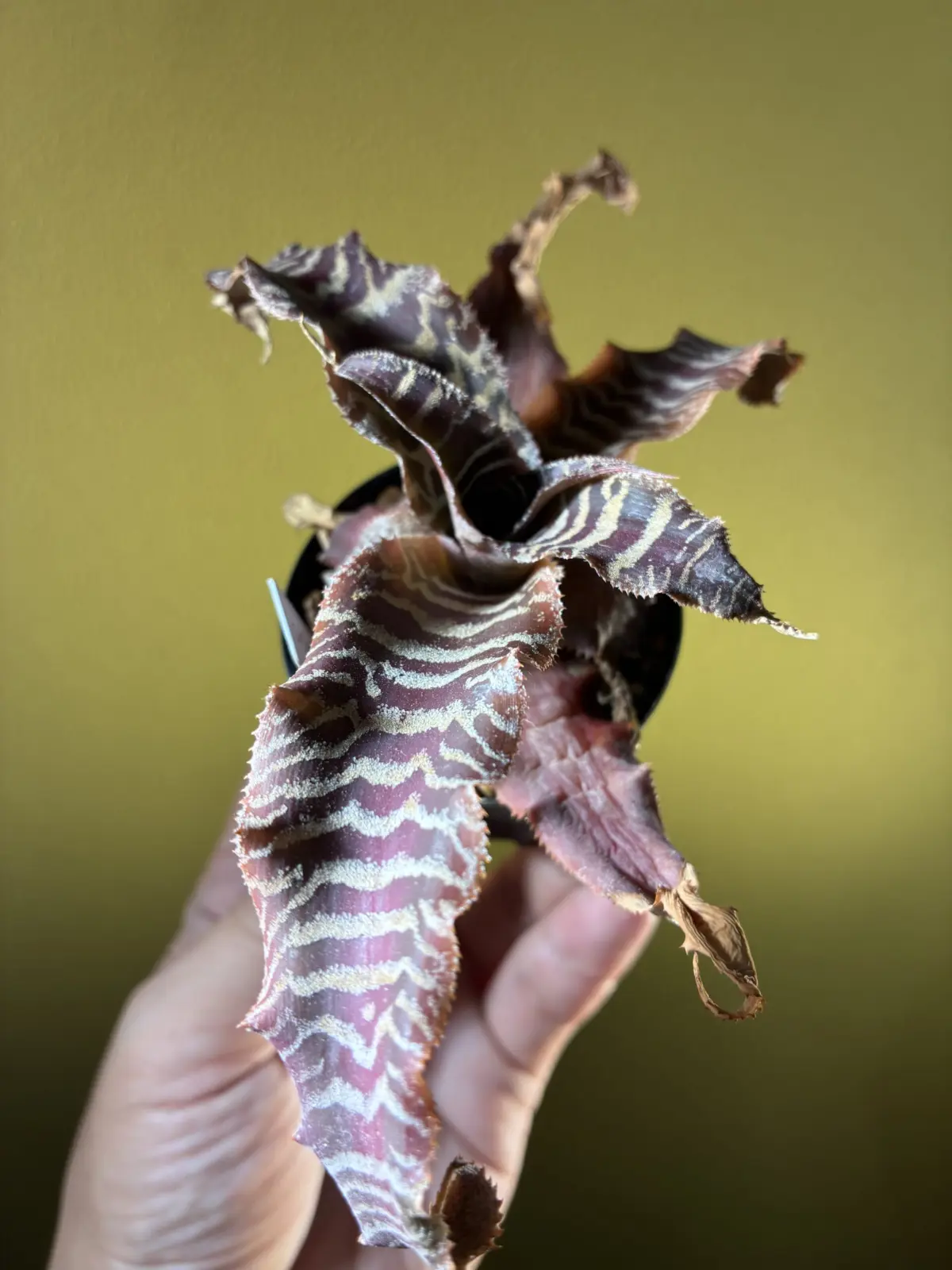 クリプタンサス　フォステリアヌス