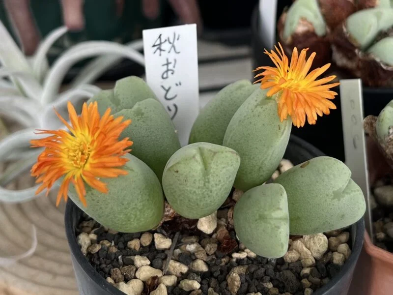 多肉植物 コノフィツム 秋おどり 花