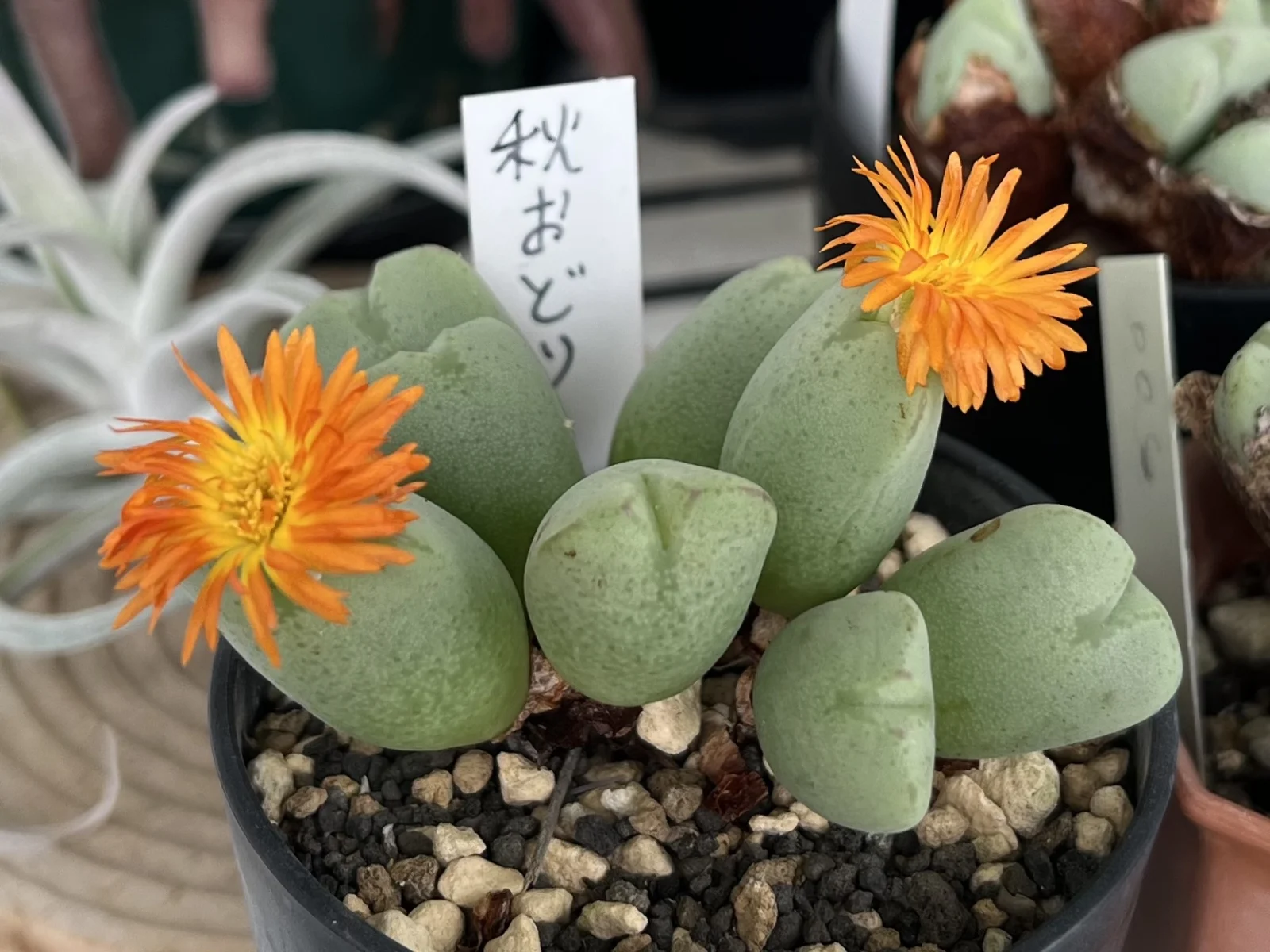 多肉植物　コノフィツム　秋おどり　花