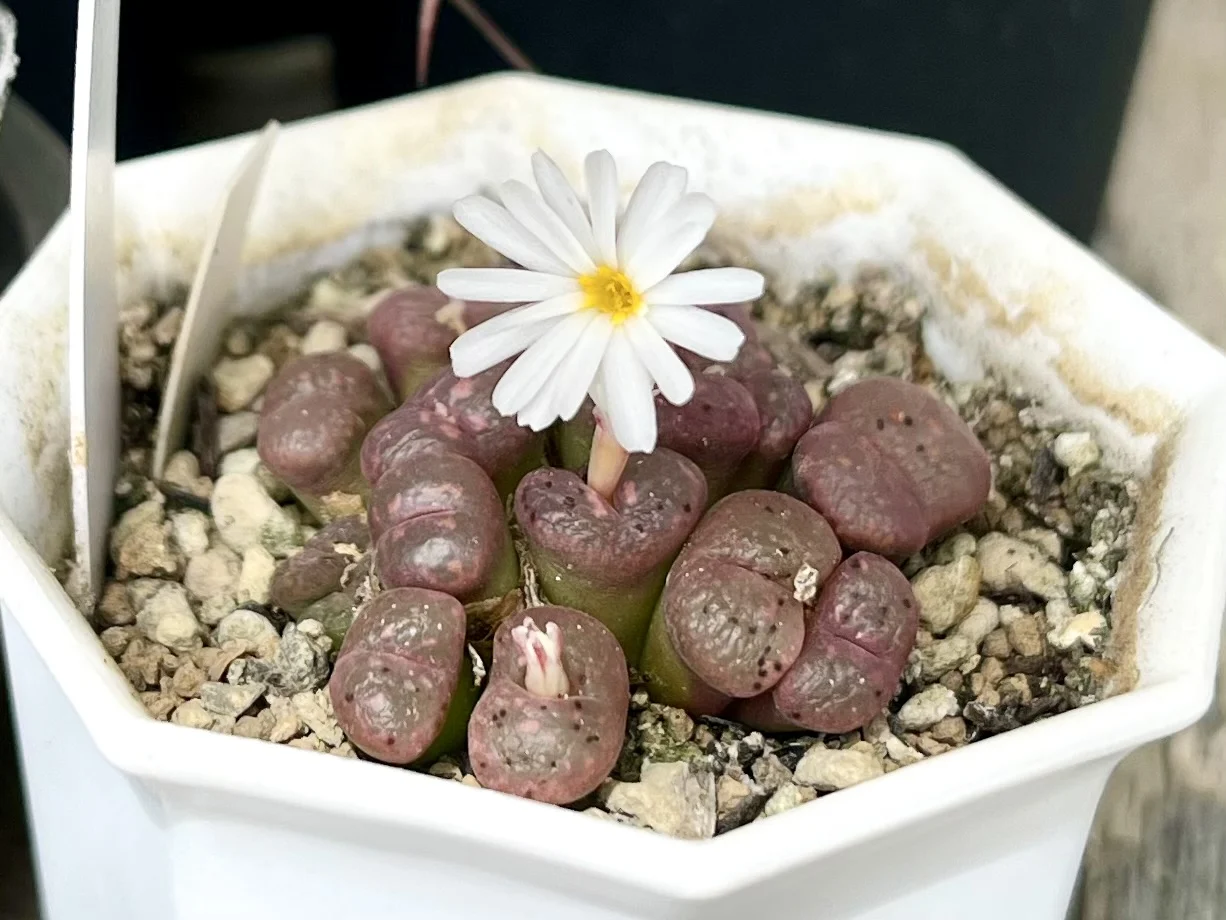 多肉植物　コノフィツム　パルディカラー　スプリングボック　花