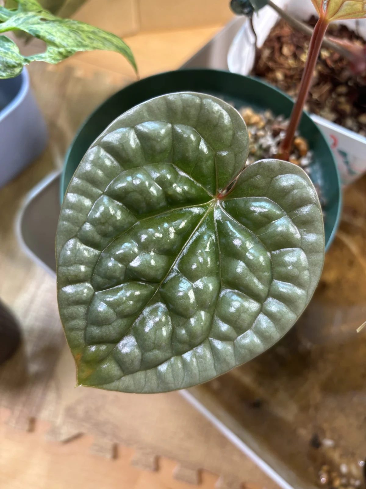 アンスリウム ルクスリアンス