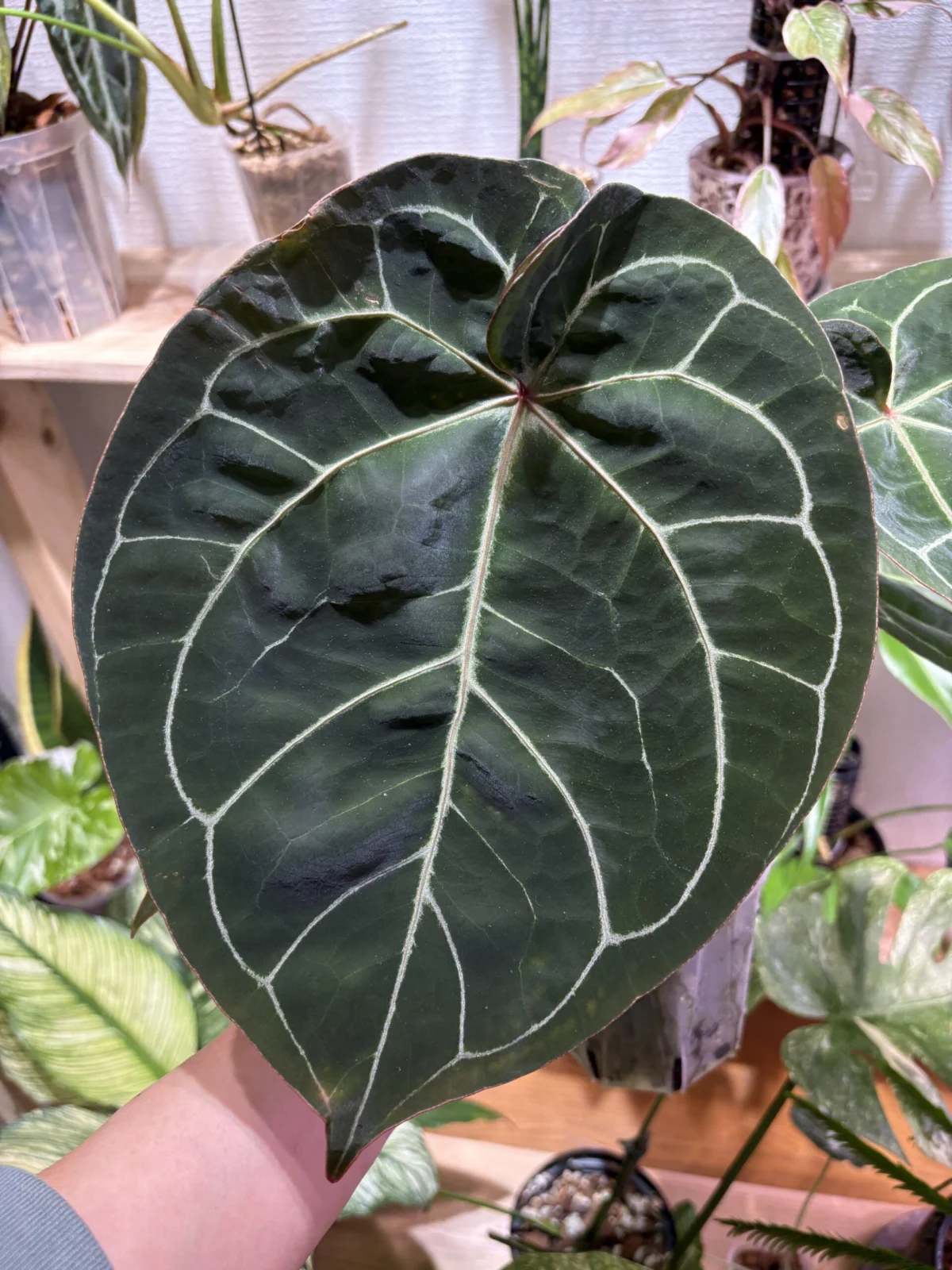 アンスリウム　ホフマニー×レッドクリスタリナム