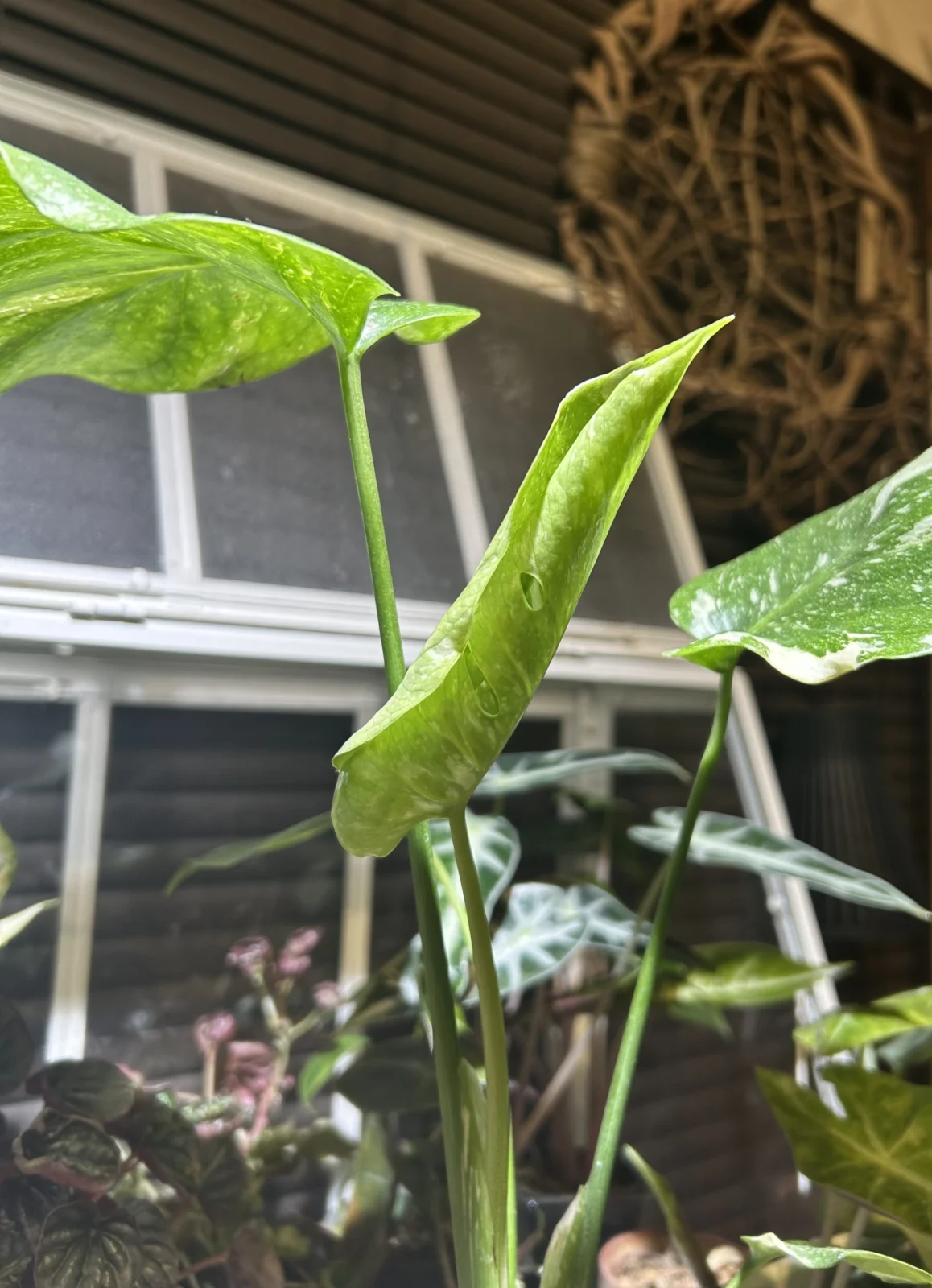 モンステラ　タイコンステレーション
