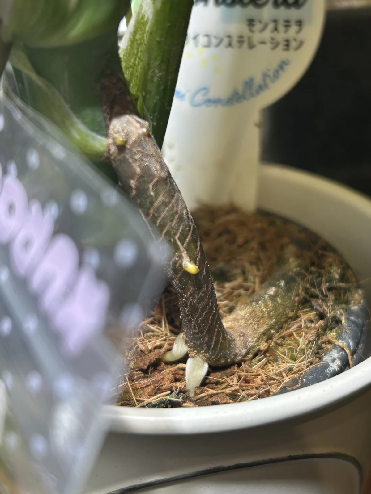 モンステラ　タイコンステレーション