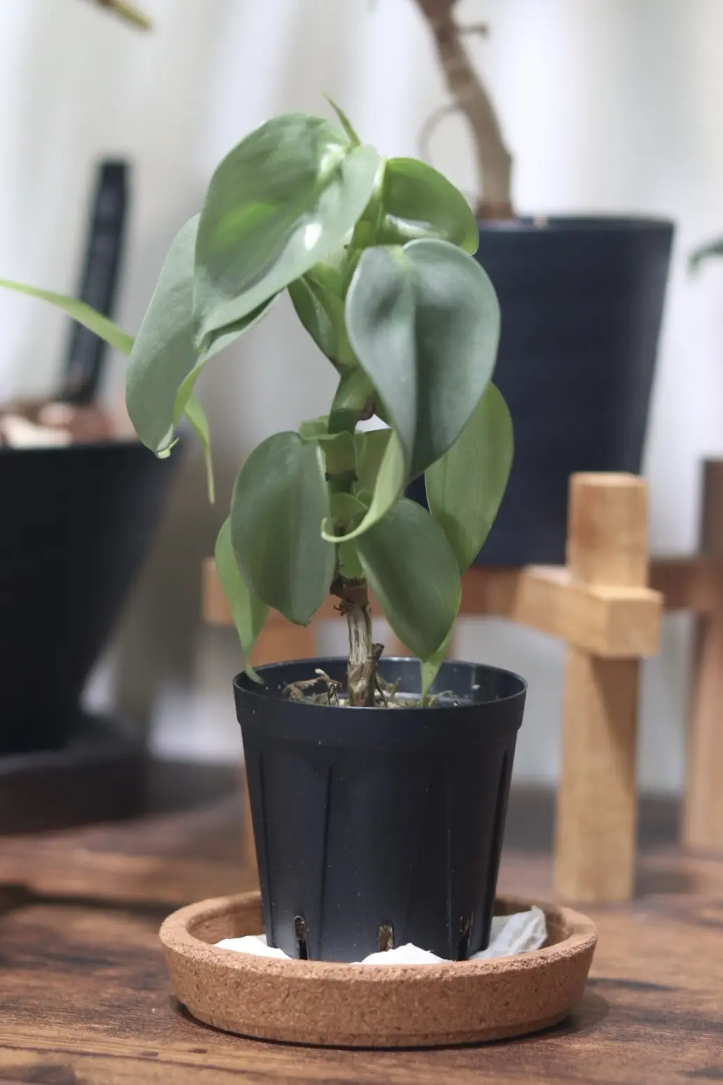 フィロデンドロン　シルバーメタル　萎縮