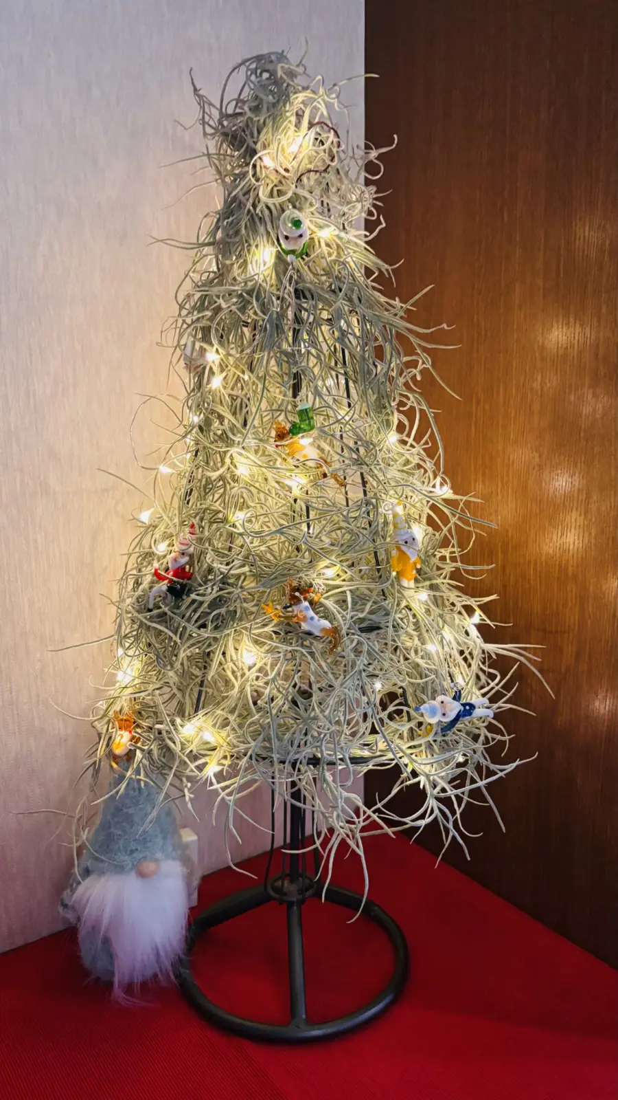 ティランジア　ウスネオイデス クリスマスツリー