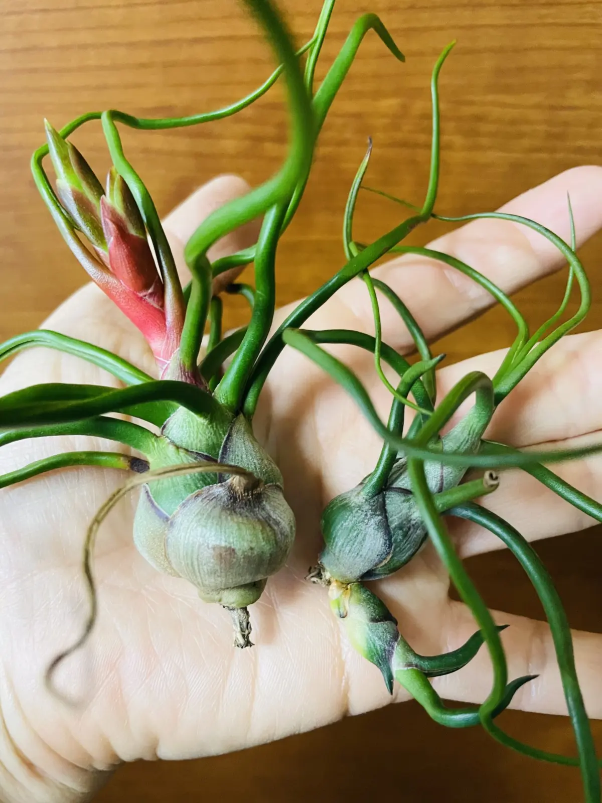 ティランジア ブルボーサ