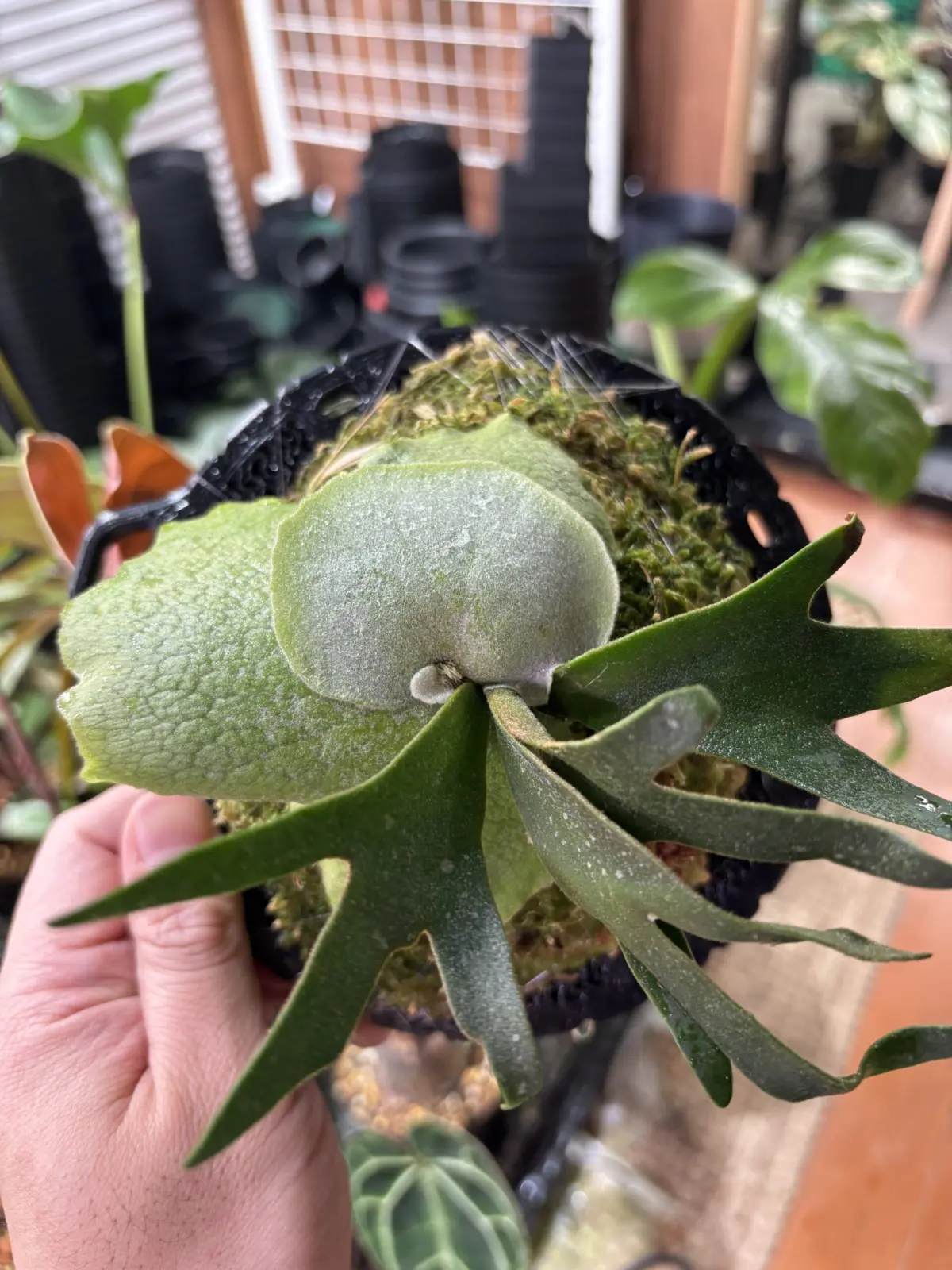 ビカクシダ　ジェイドガール